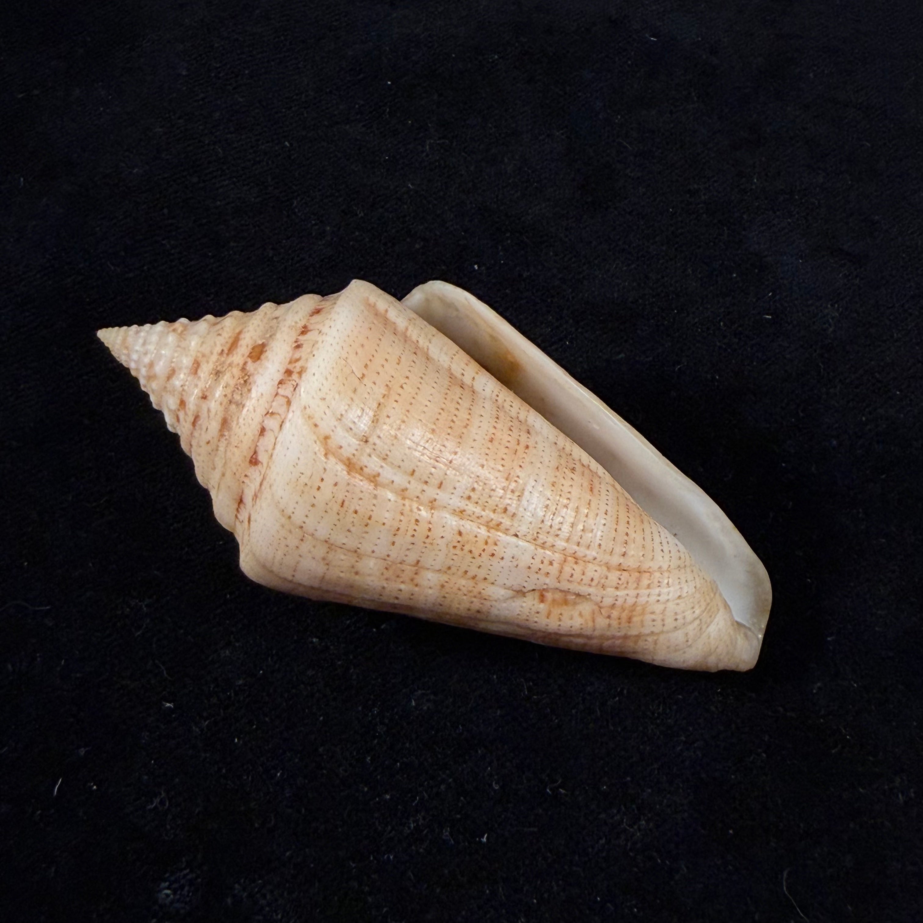 Conus peterstimpsoni (T. Cossignani & Allary, 2021) - 74mm