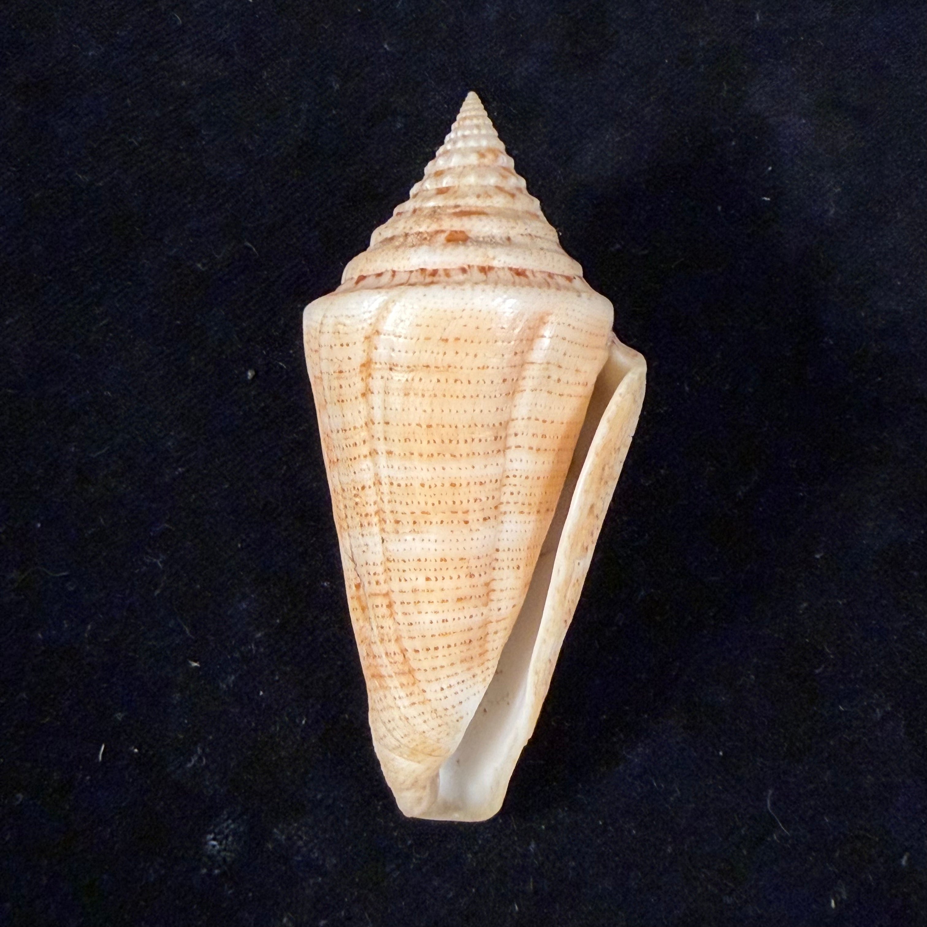 Conus peterstimpsoni (T. Cossignani & Allary, 2021) - 74mm