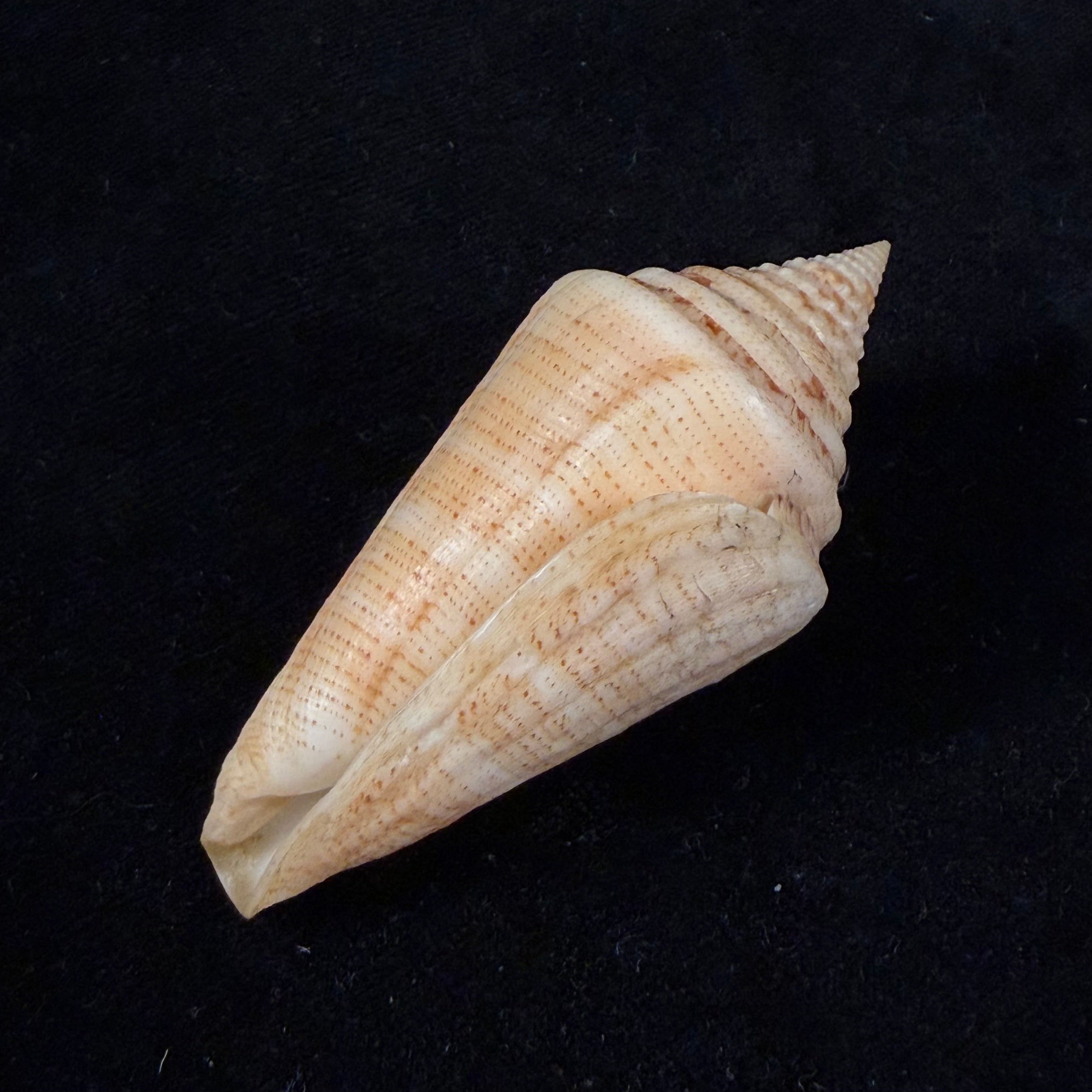 Conus peterstimpsoni (T. Cossignani & Allary, 2021) - 74mm