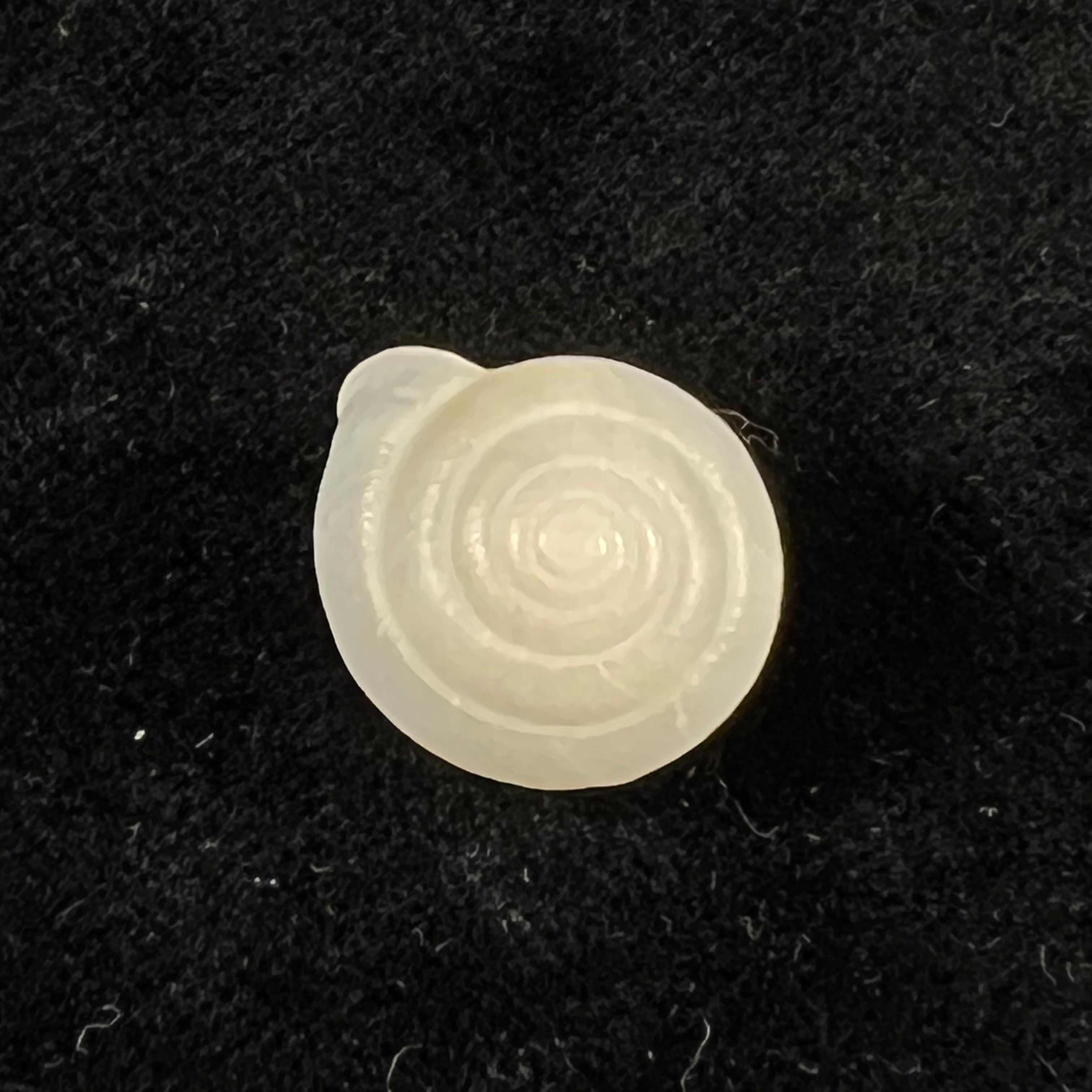 Bradybaena giovannalimae MA Lima &amp; T. Cossignani, 2021 - 17mm