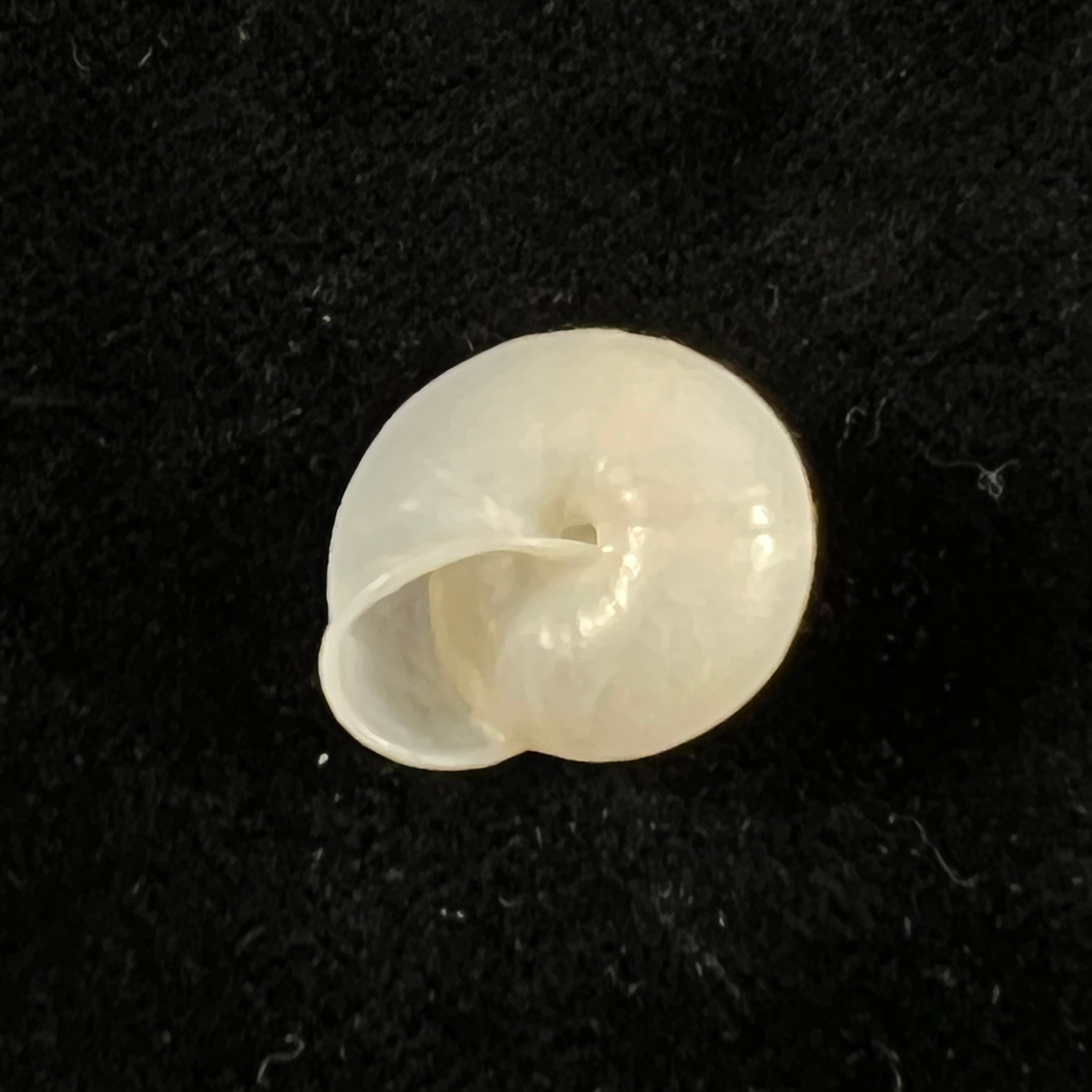 Bradybaena giovannalimae MA Lima &amp; T. Cossignani, 2021 - 17mm