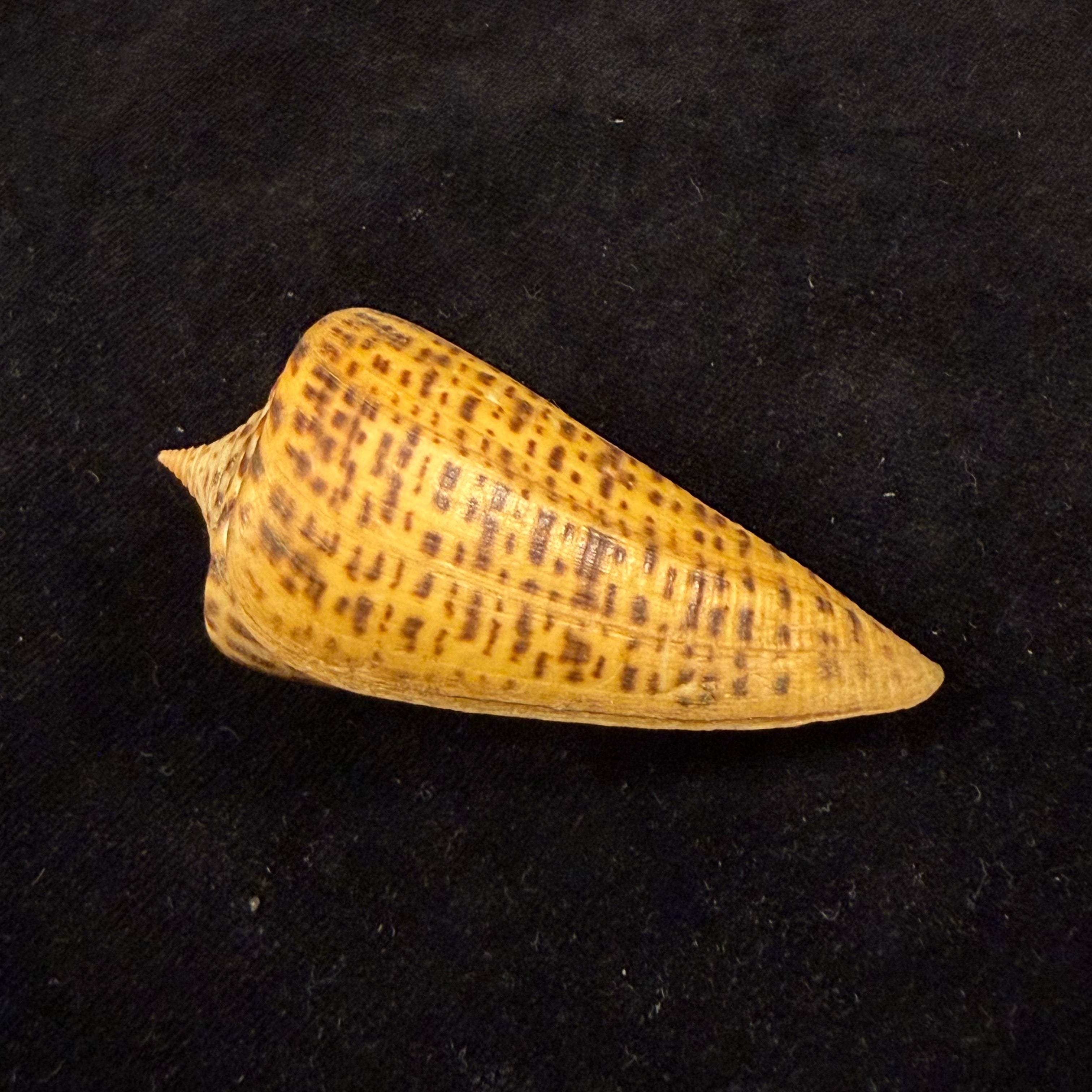 Conus spurius quadratus Roding, 1798 - 65mm
