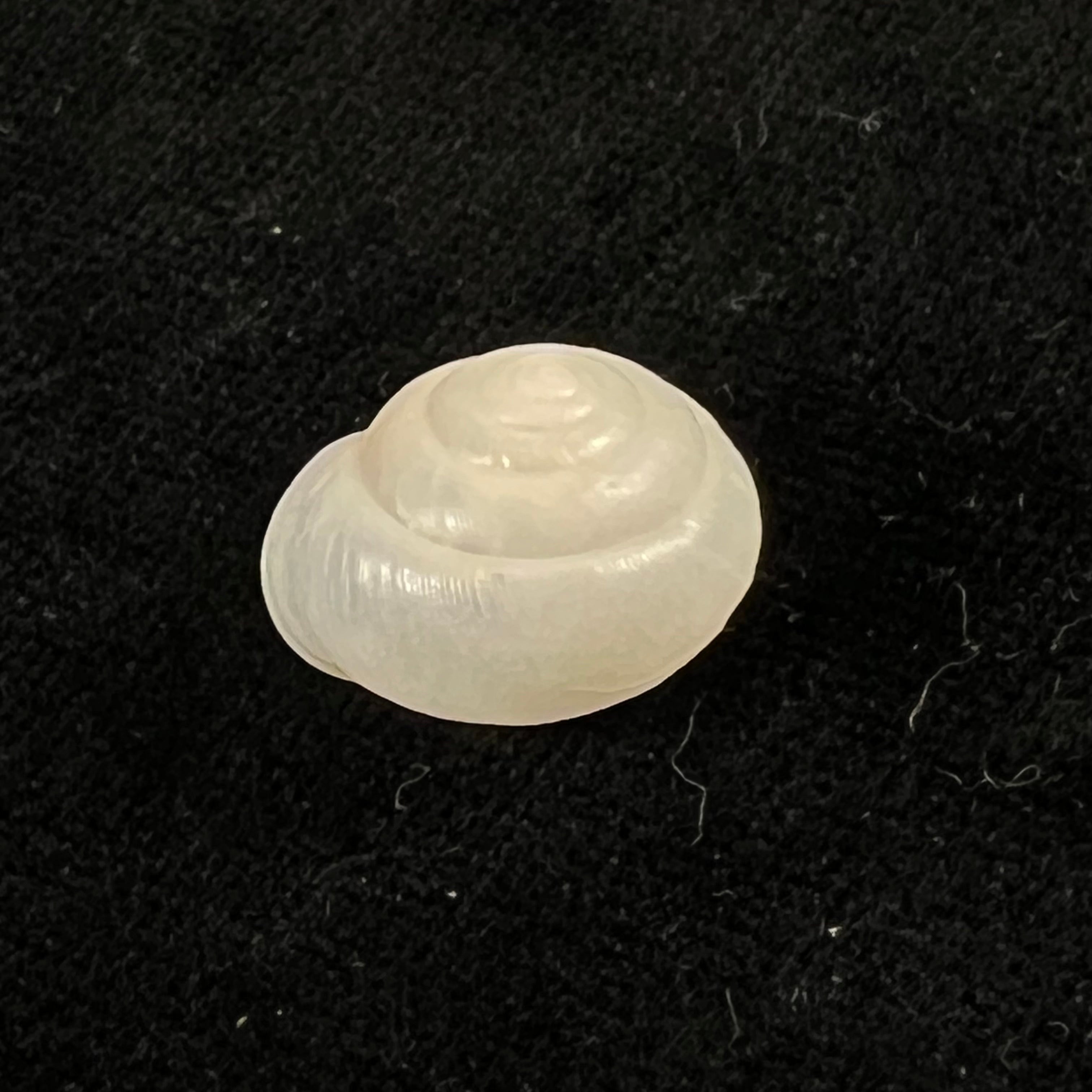 Bradybaena giovannalimae MA Lima &amp; T. Cossignani, 2021 - 17mm