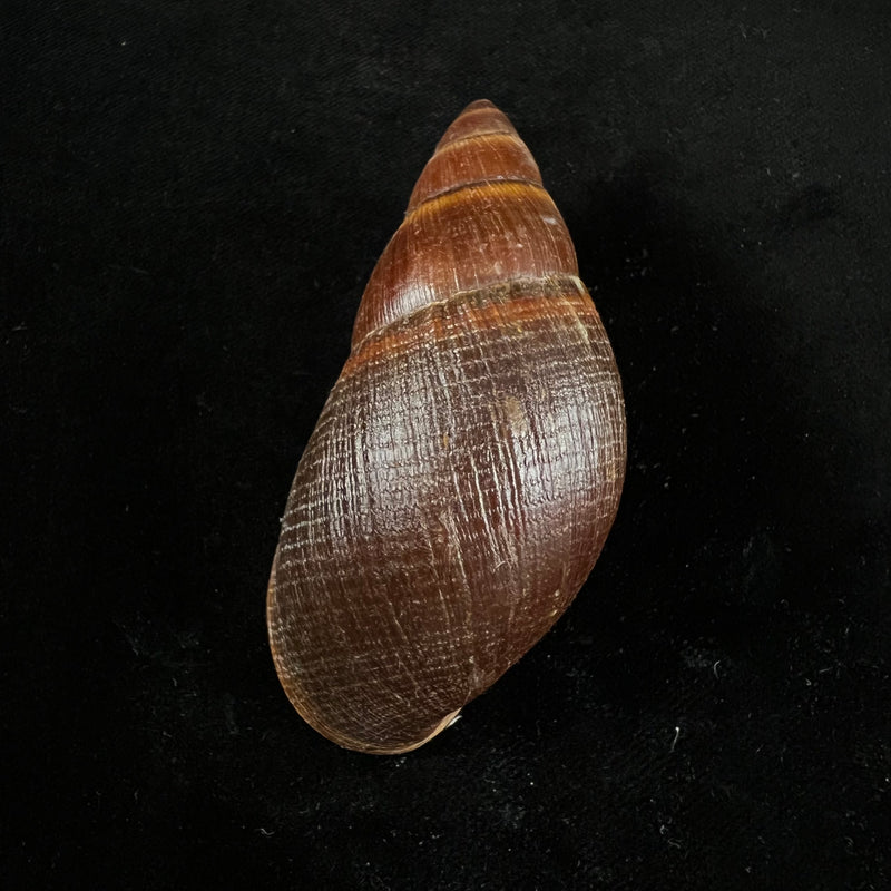 Thaumastus sangoae (Tschudi in Troschel, 1852) - 83,4mm