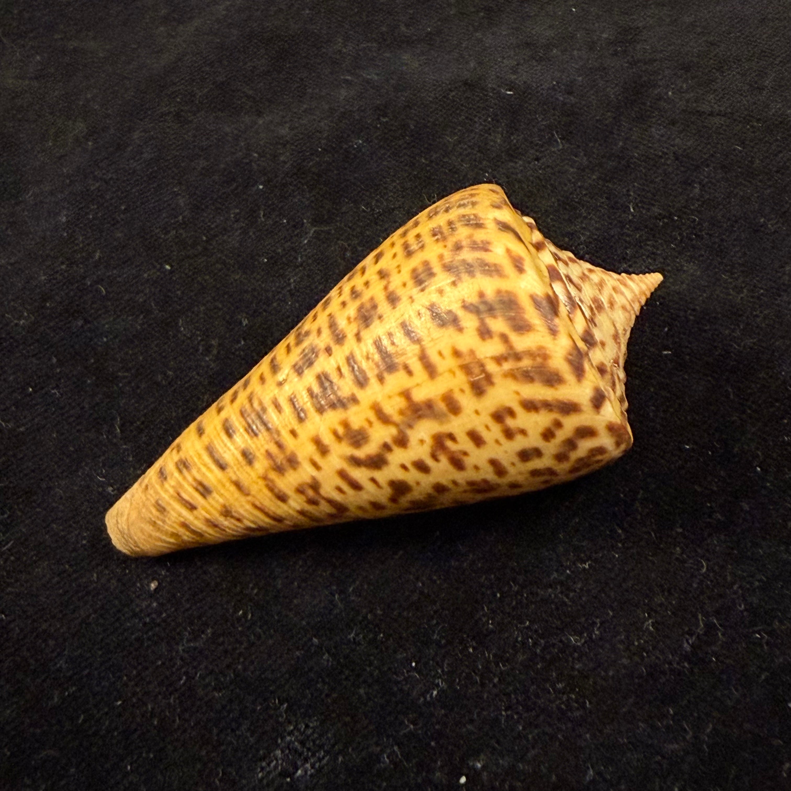 Conus spurius quadratus Roding, 1798 - 65mm