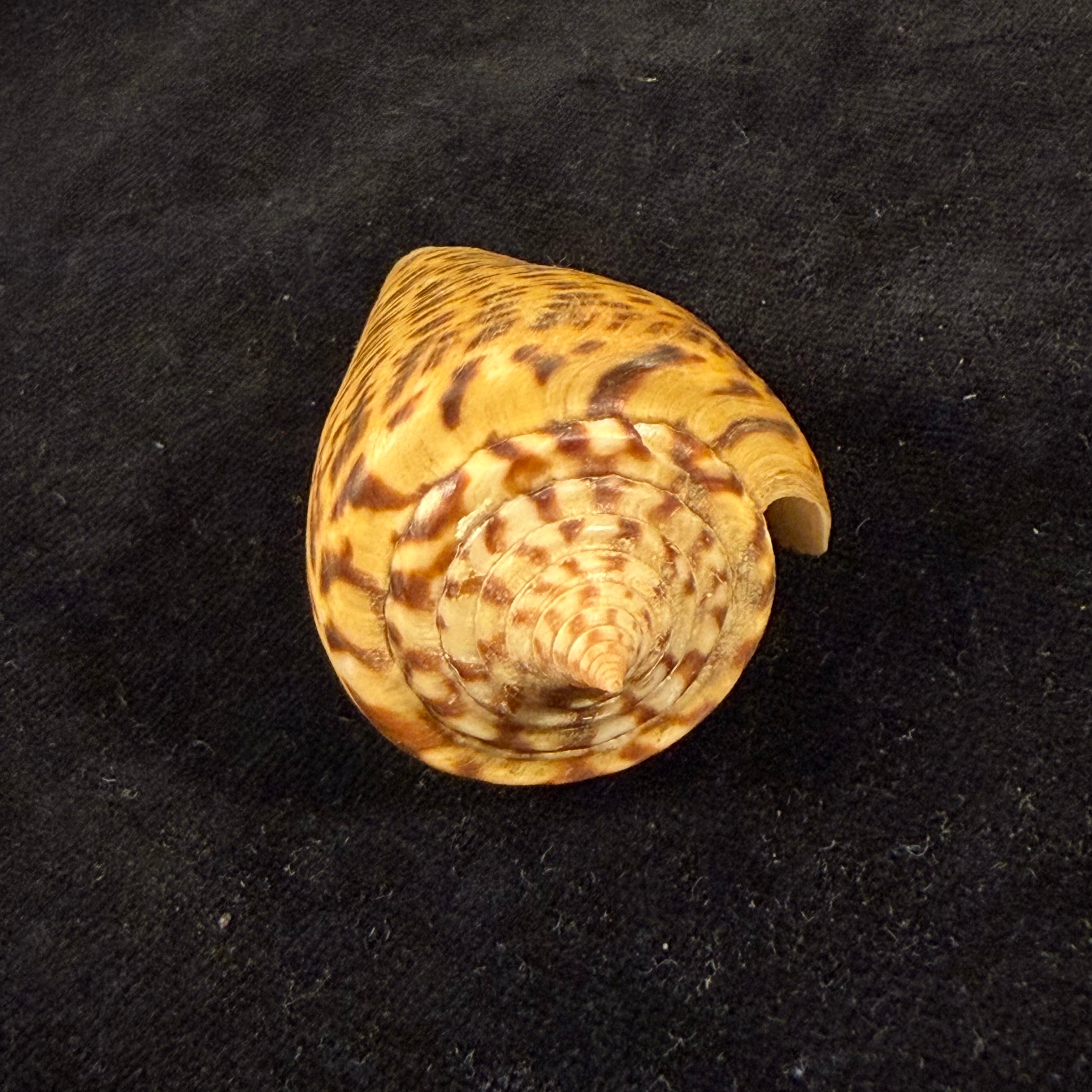 Conus spurius quadratus Roding, 1798 - 65mm