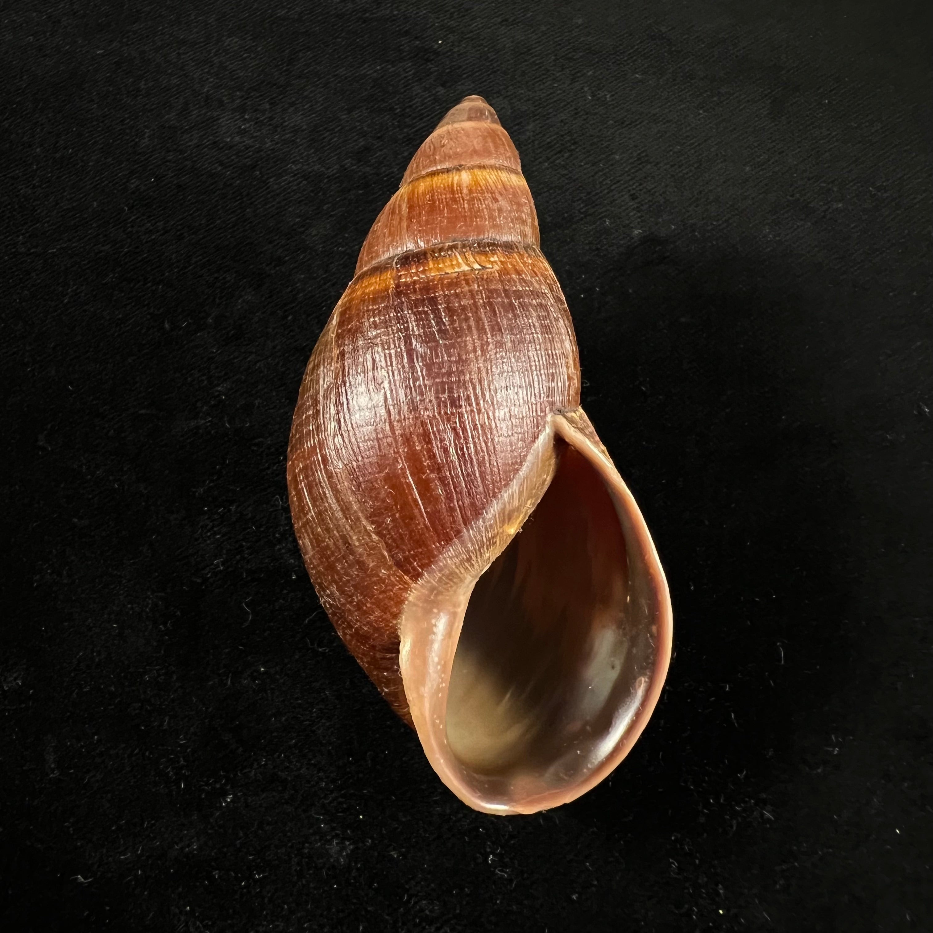 Thaumastus sangoae (Tschudi in Troschel, 1852) - 83,4mm