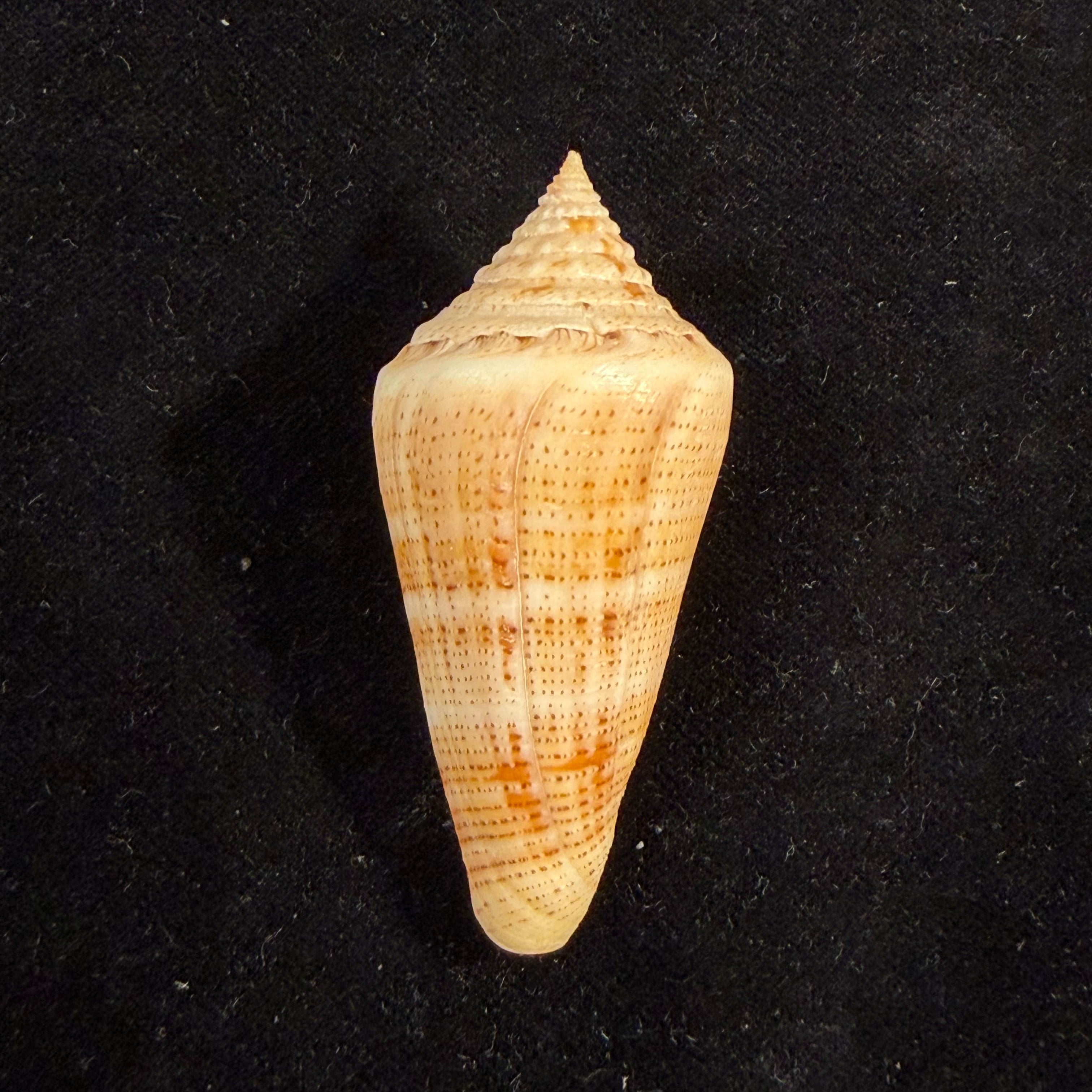 Conus sanguineus Kiener, 1850 - 61,5mm