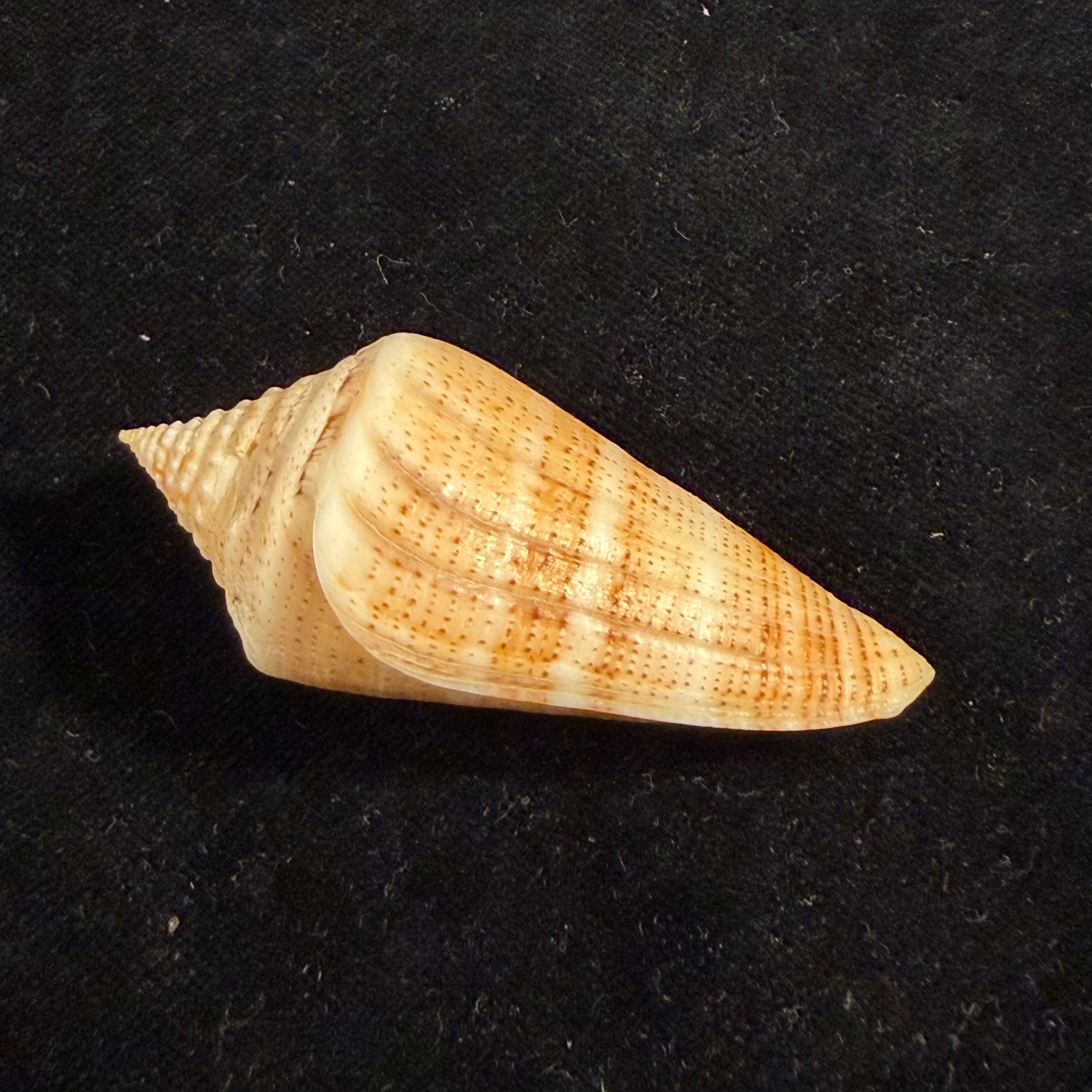 Conus sanguineus Kiener, 1850 - 61,5mm