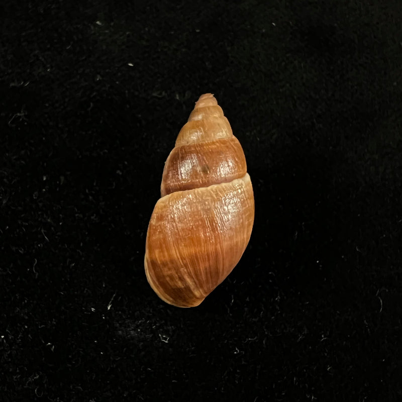 Scholvienia alutacea (Reeve, 1849) - 27,8mm