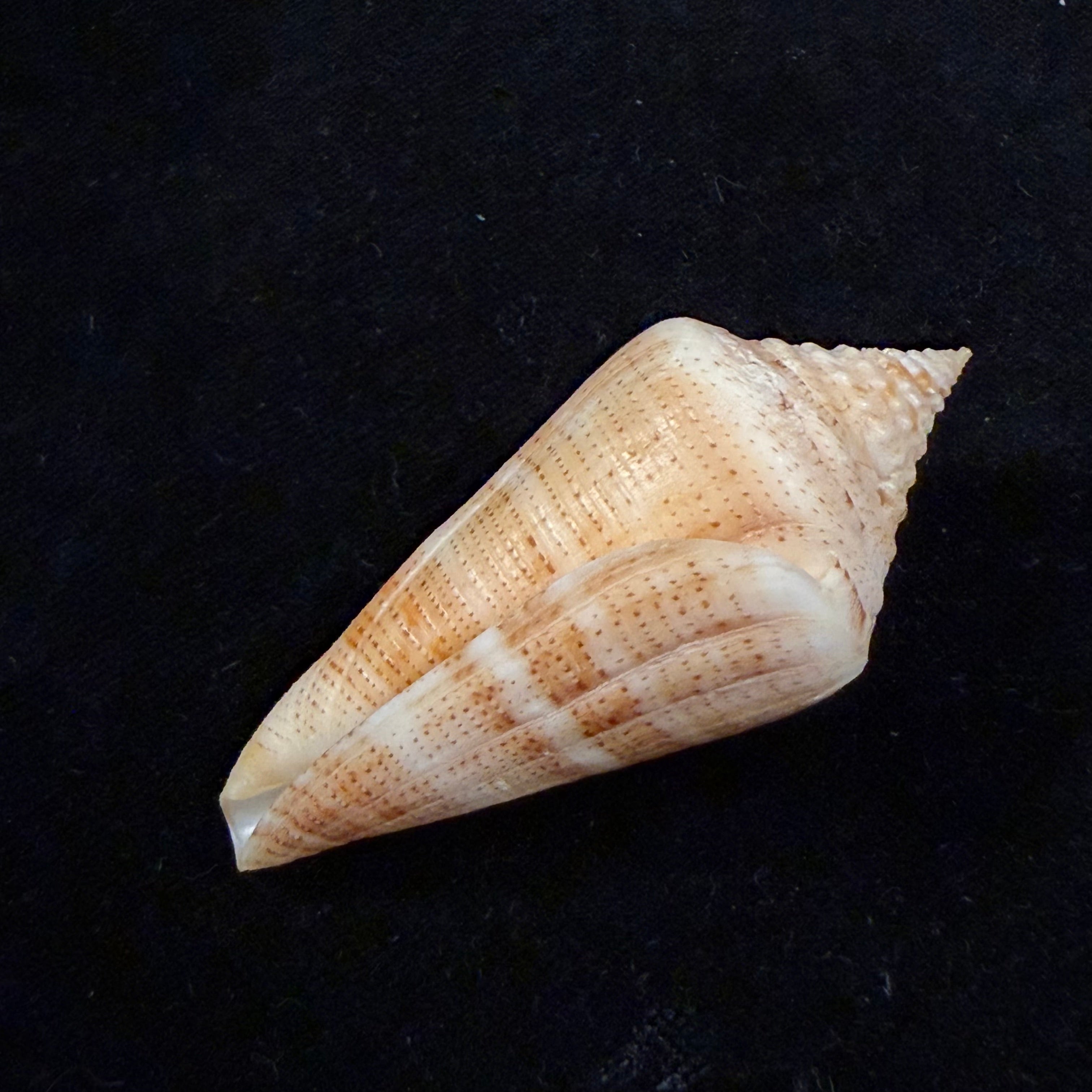 Conus sanguineus Kiener, 1850 - 61,5mm