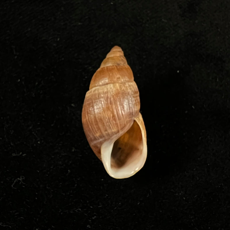 Scholvienia alutacea (Reeve, 1849) - 27,8mm