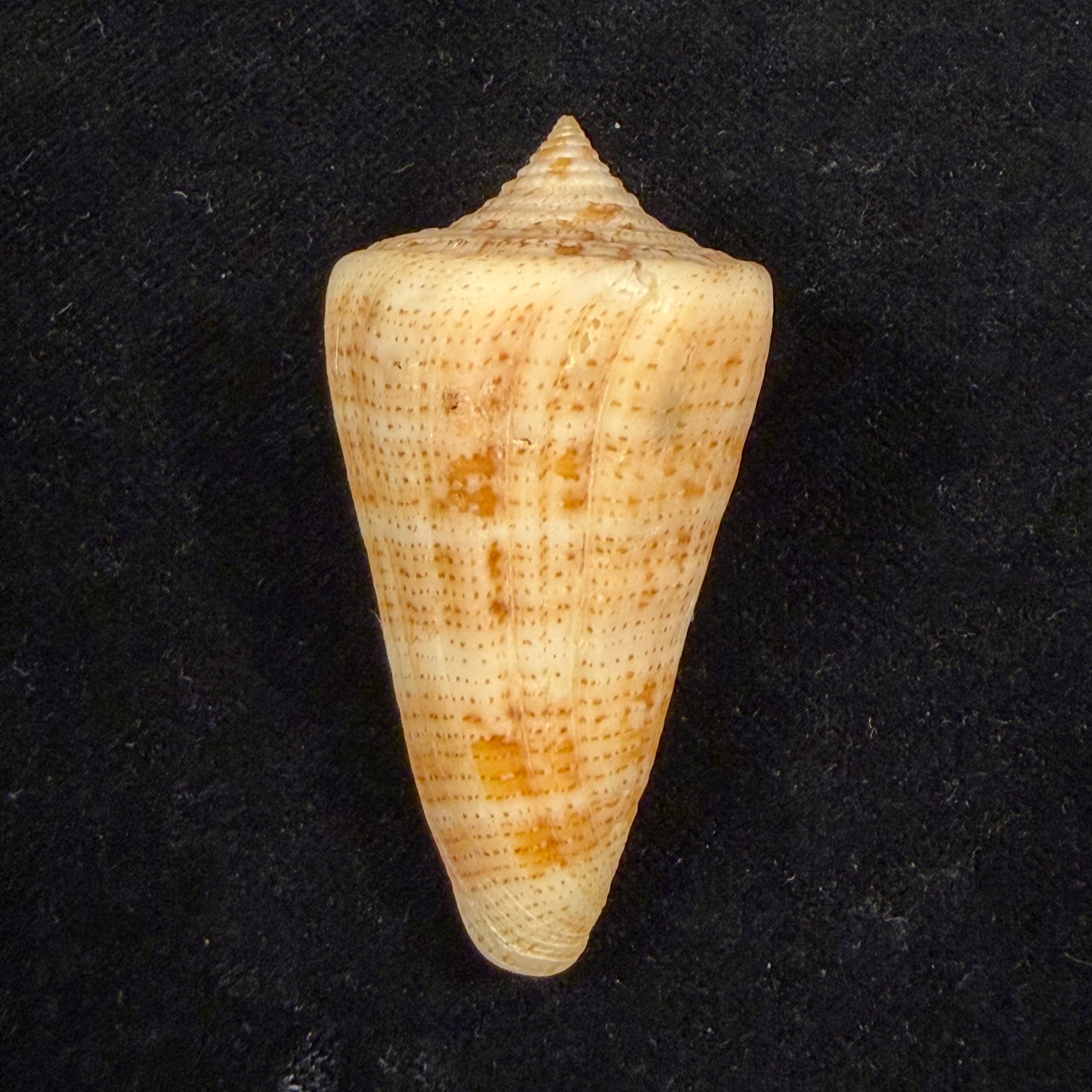 Conus sanctaemarthae Vink, 1977 - 58,3mm