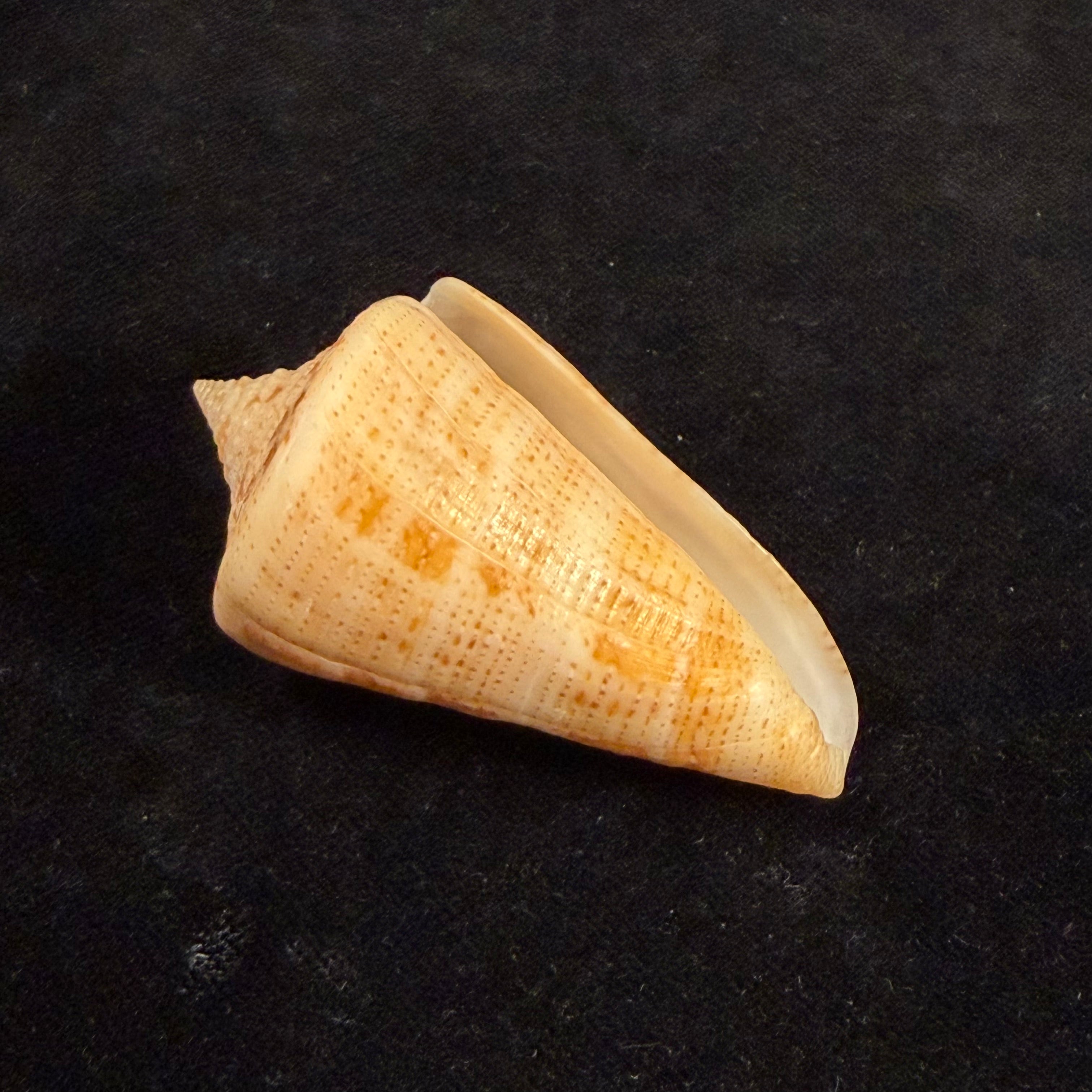Conus sanctaemarthae Vink, 1977 - 58,3mm