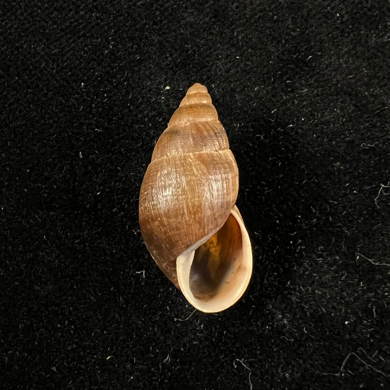 Scholvienia alutacea (Reeve, 1849) - 25,9mm