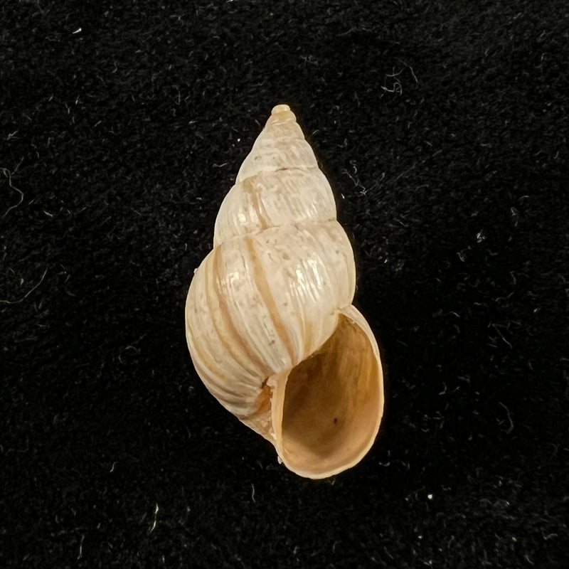 Bostryx ignobilis (R. A. Philippi, 1867) - 21,5mm