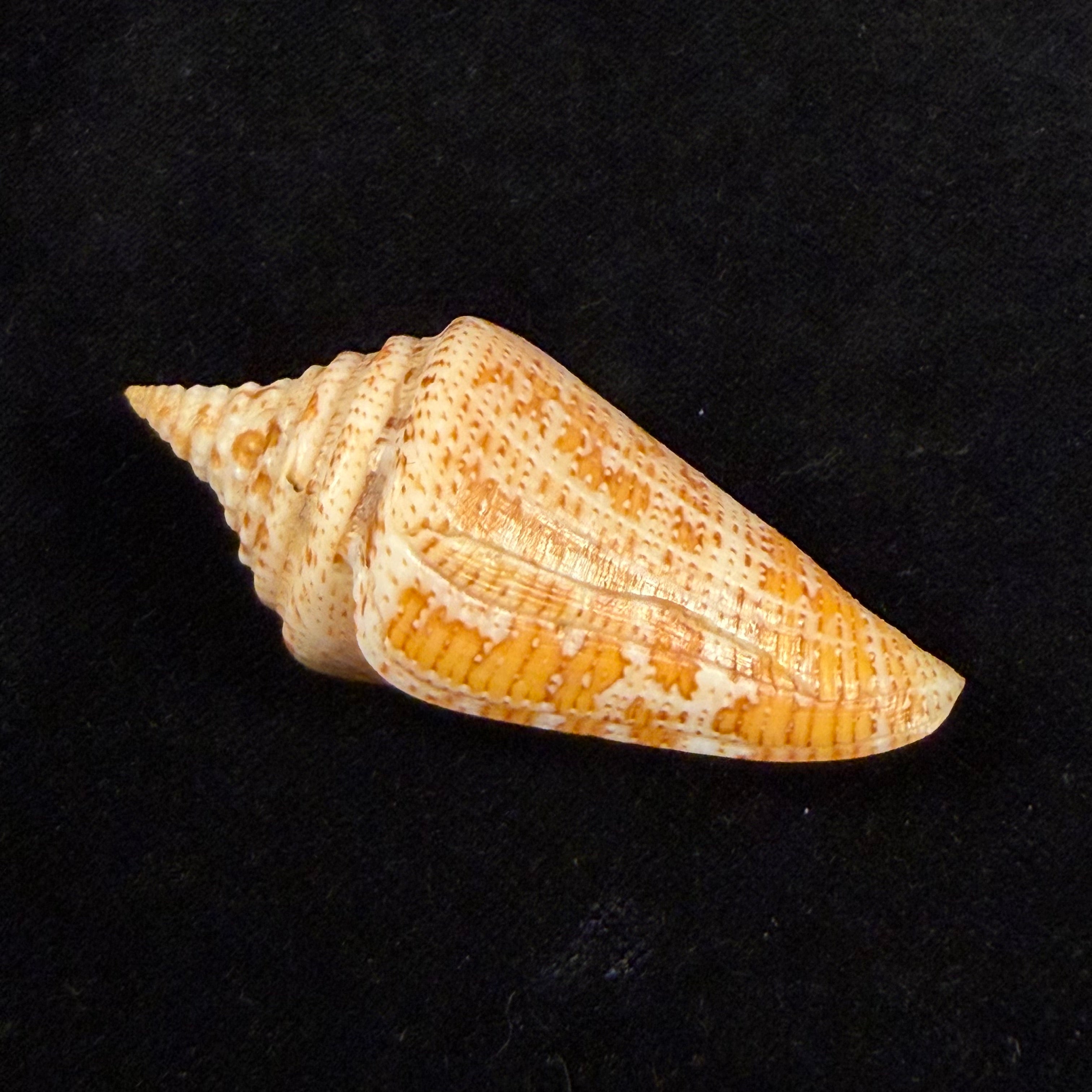 Conus sanctaemarthae Vink, 1977 - 61mm