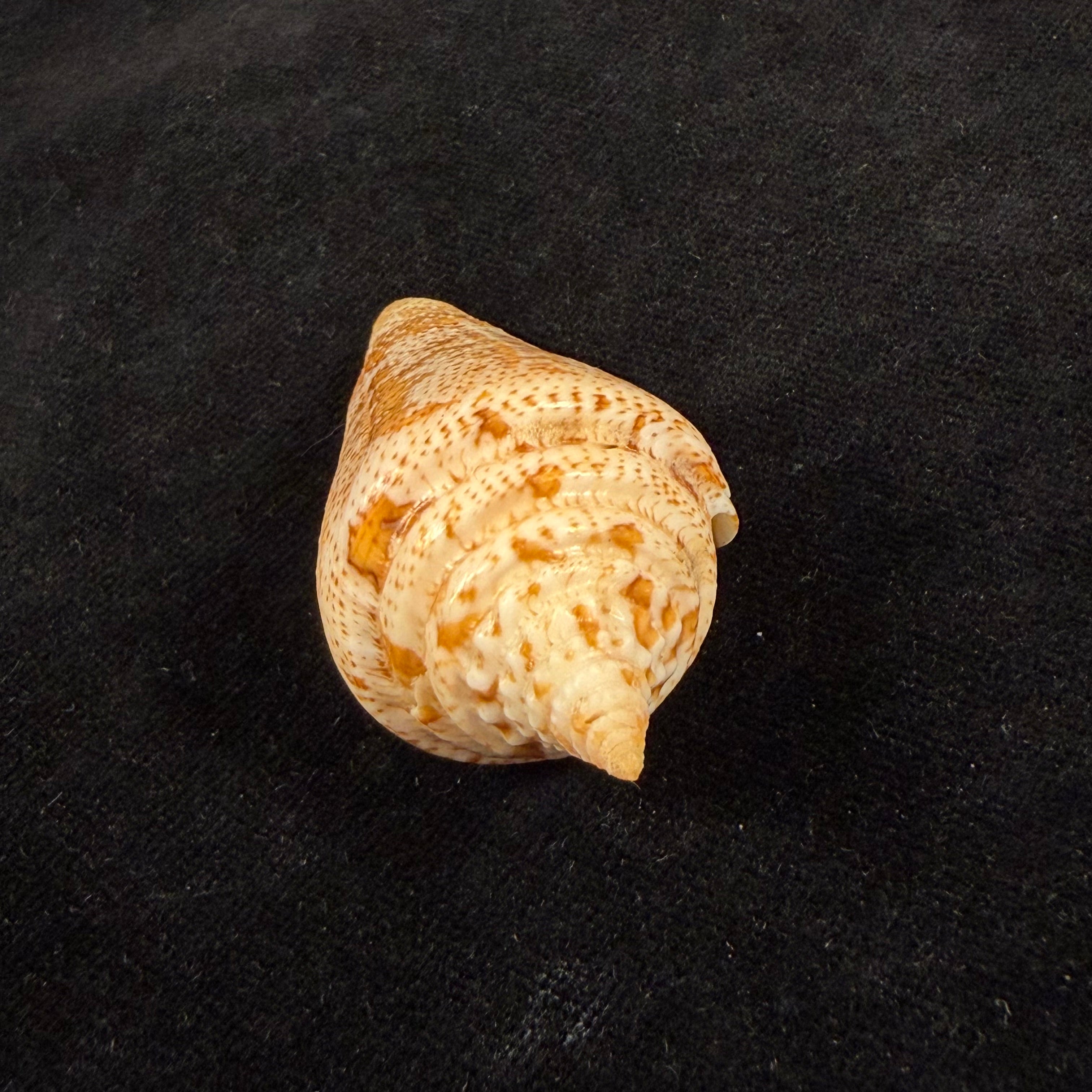 Conus sanctaemarthae Vink, 1977 - 61mm