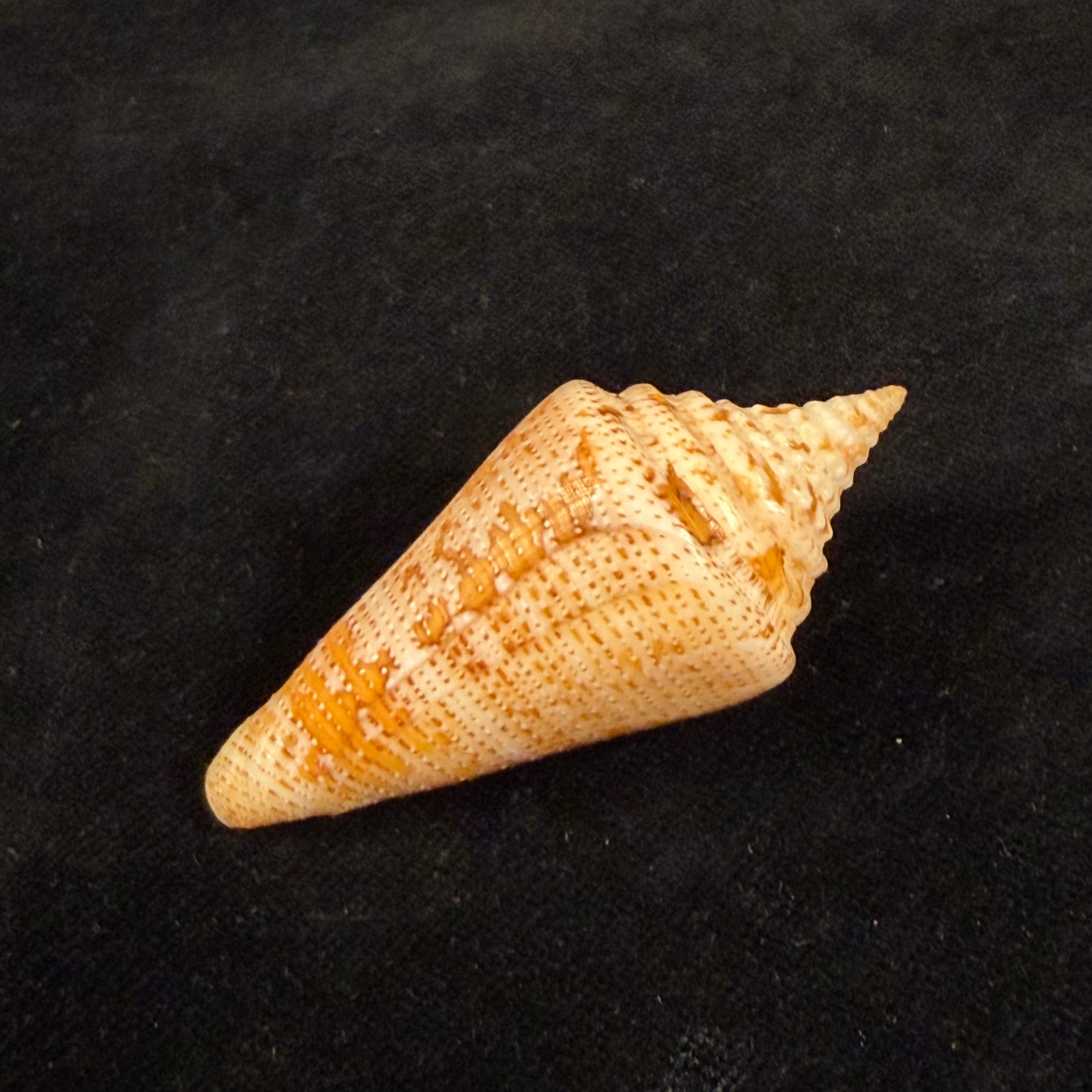 Conus sanctaemarthae Vink, 1977 - 61mm