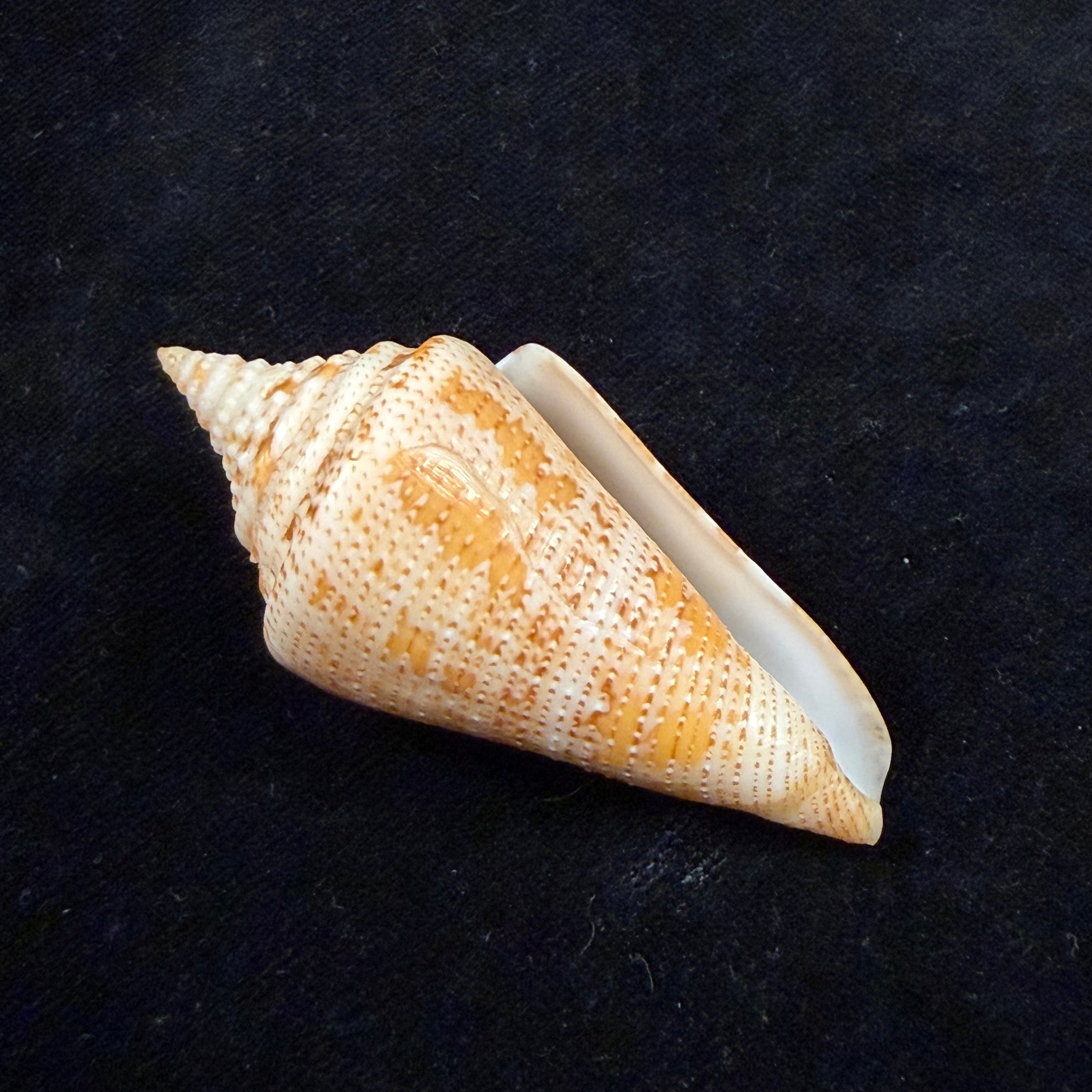 Conus sanctaemarthae Vink, 1977 - 61mm