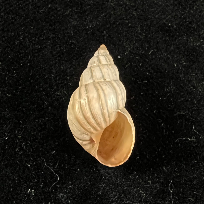 Bostryx ignobilis (R. A. Philippi, 1867) - 22,1mm