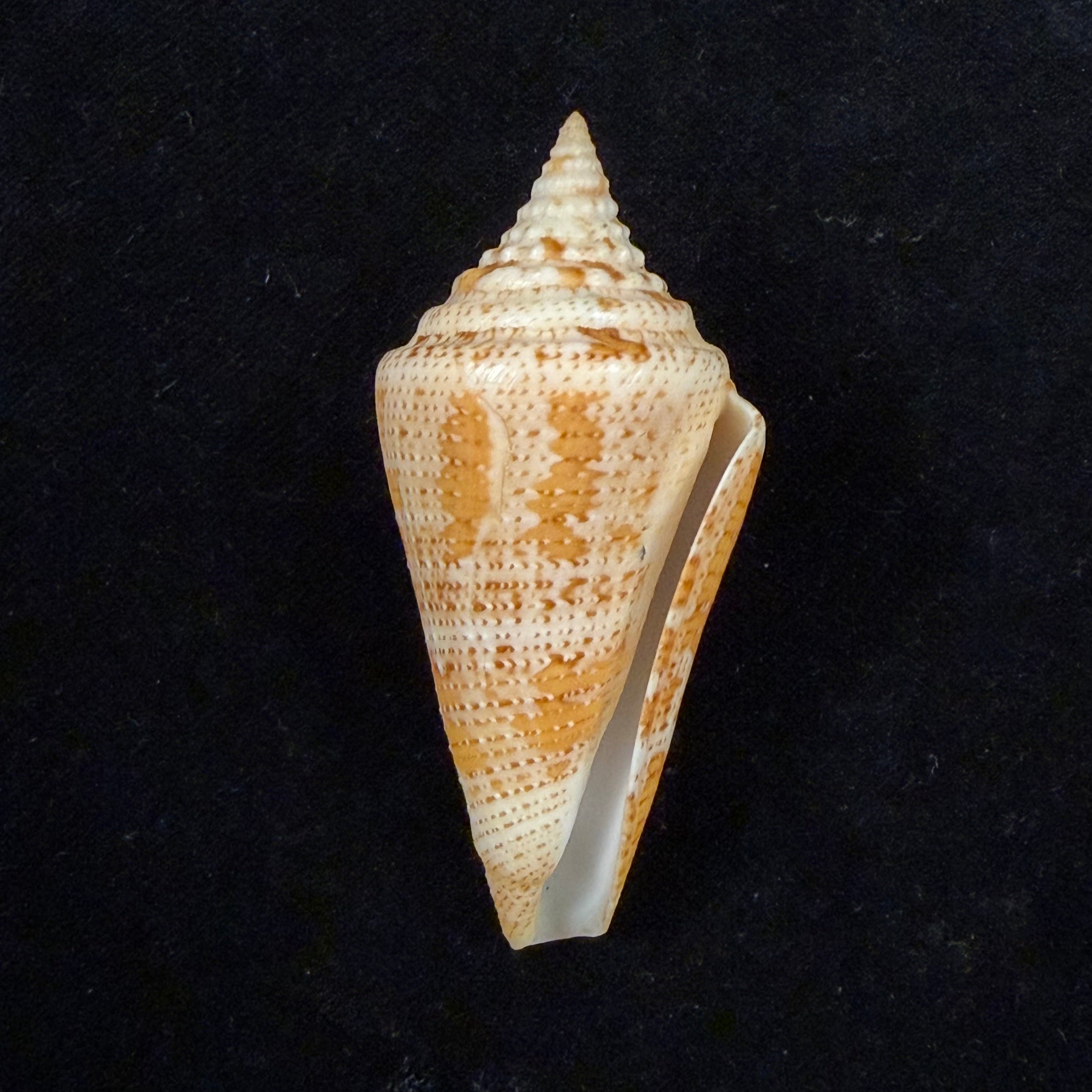 Conus sanctaemarthae Vink, 1977 - 61mm