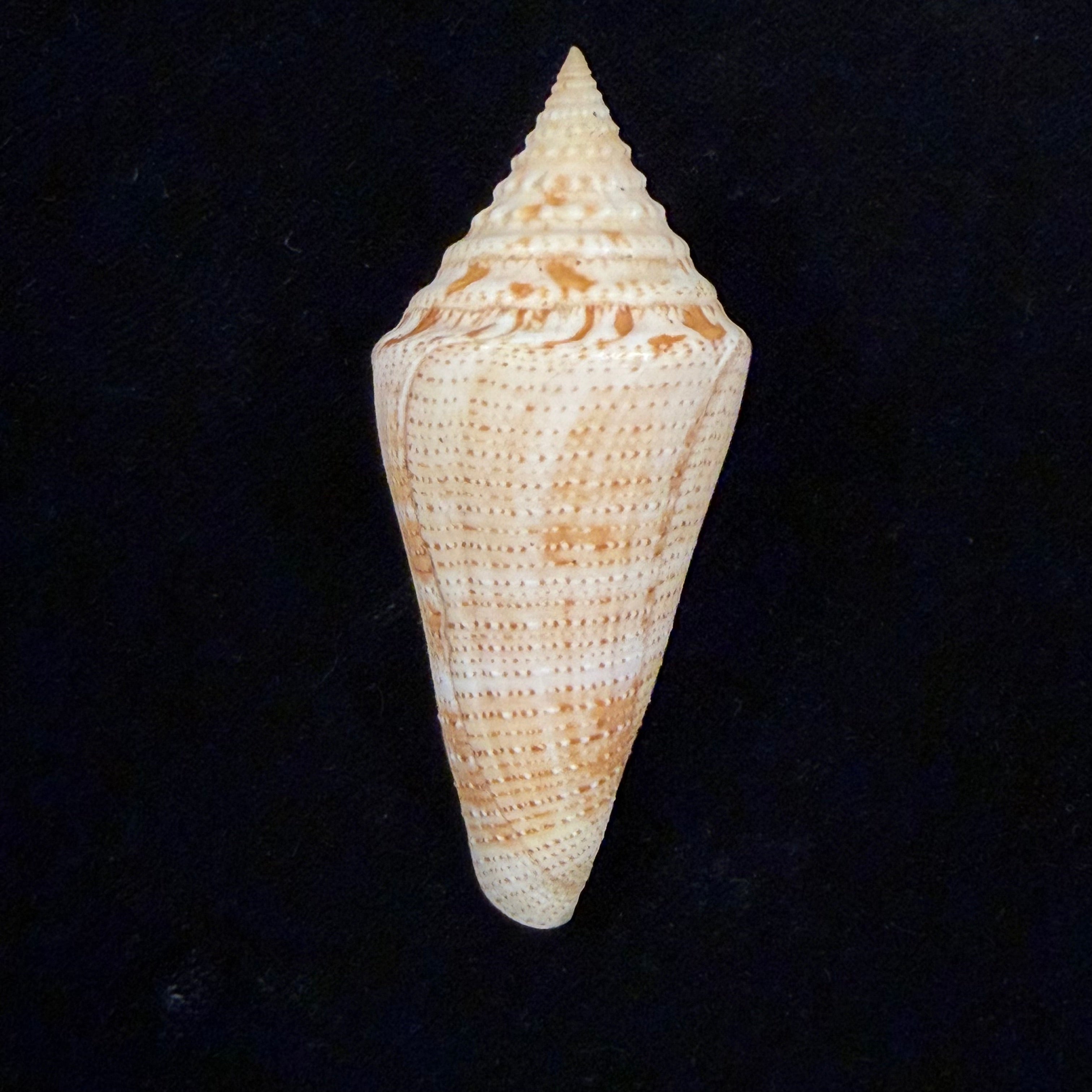 Conus granarius Kiener, 1847 - 66mm