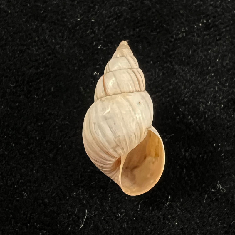 Bostryx ignobilis (R. A. Philippi, 1867) - 23,2mm