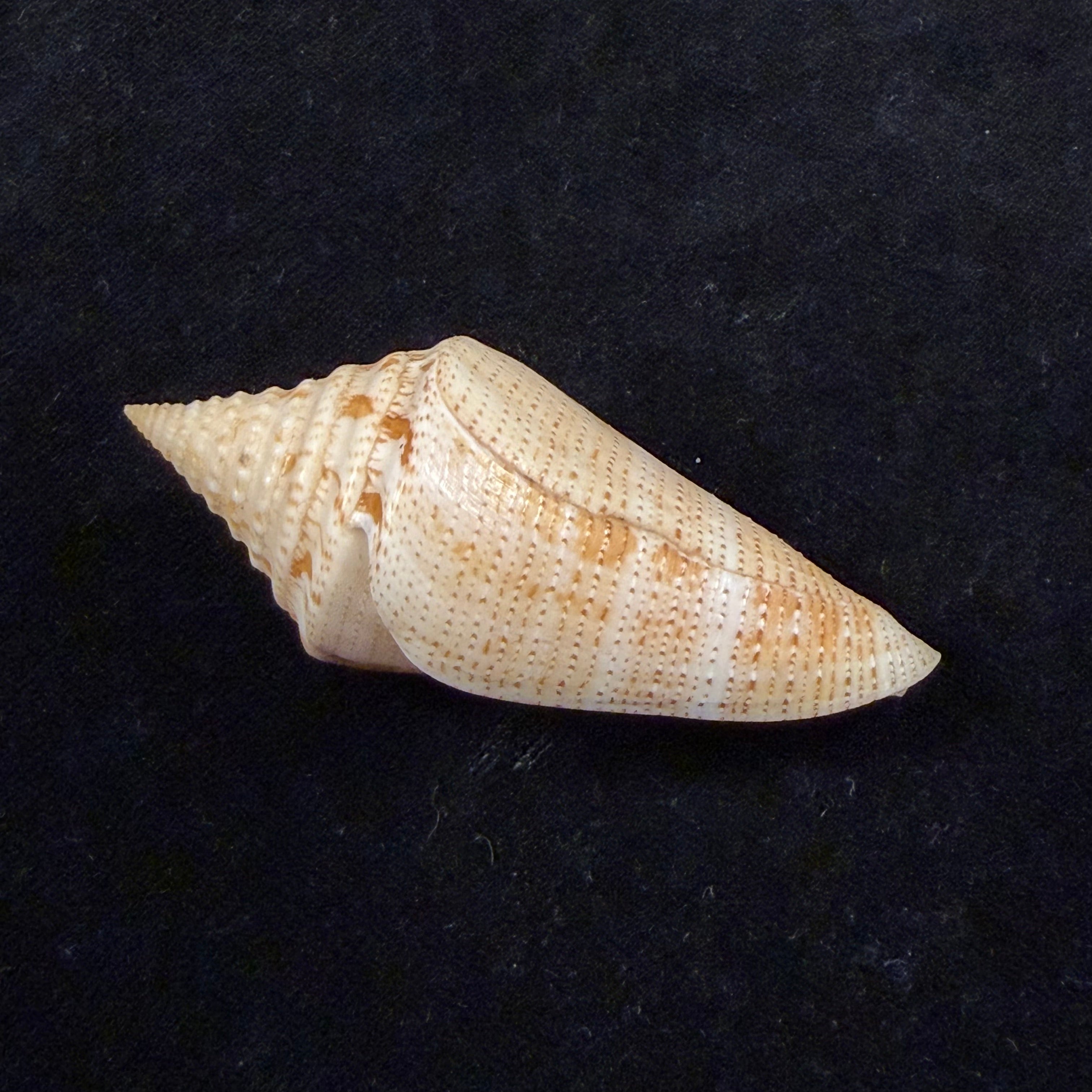 Conus granarius Kiener, 1847 - 66mm