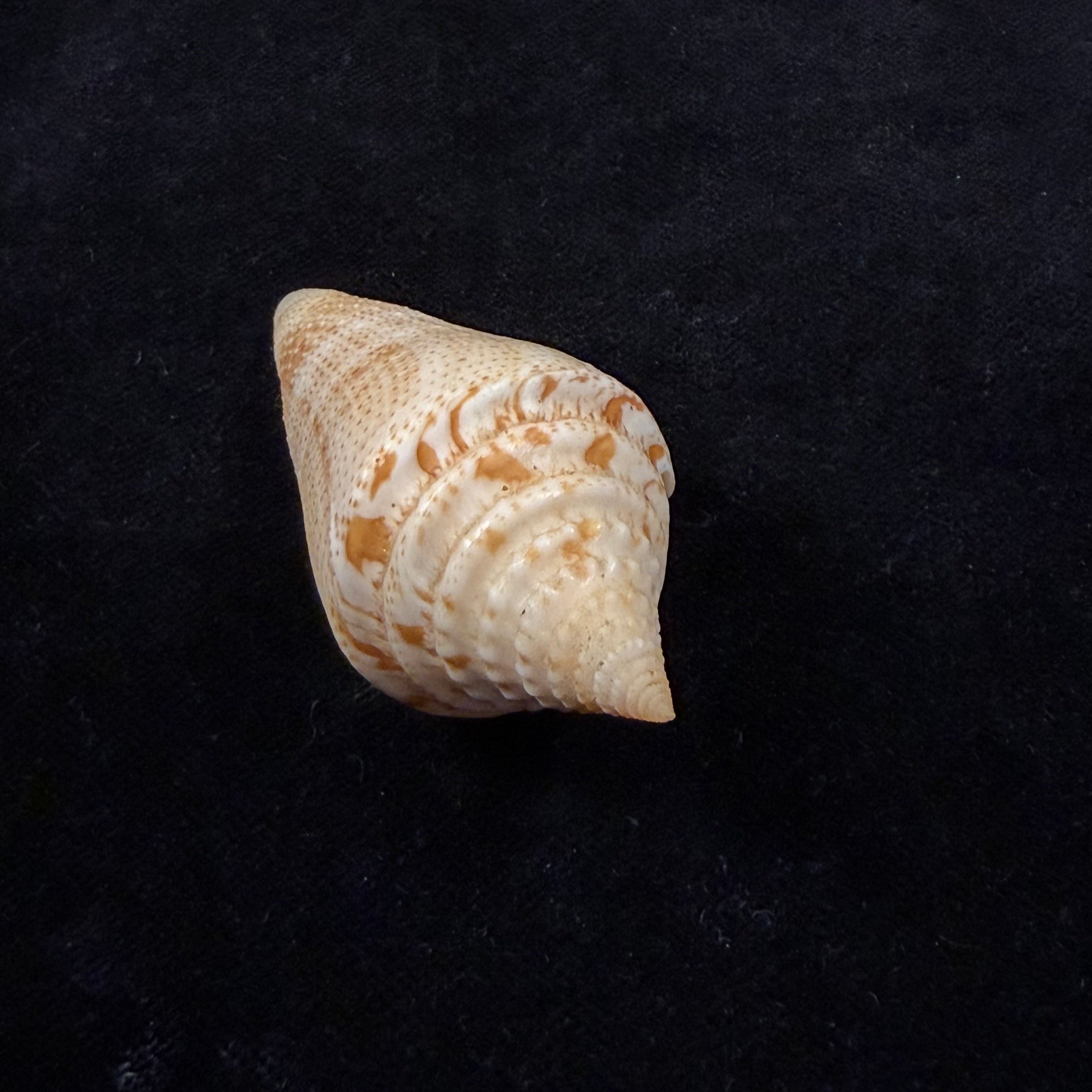 Conus granarius Kiener, 1847 - 66mm