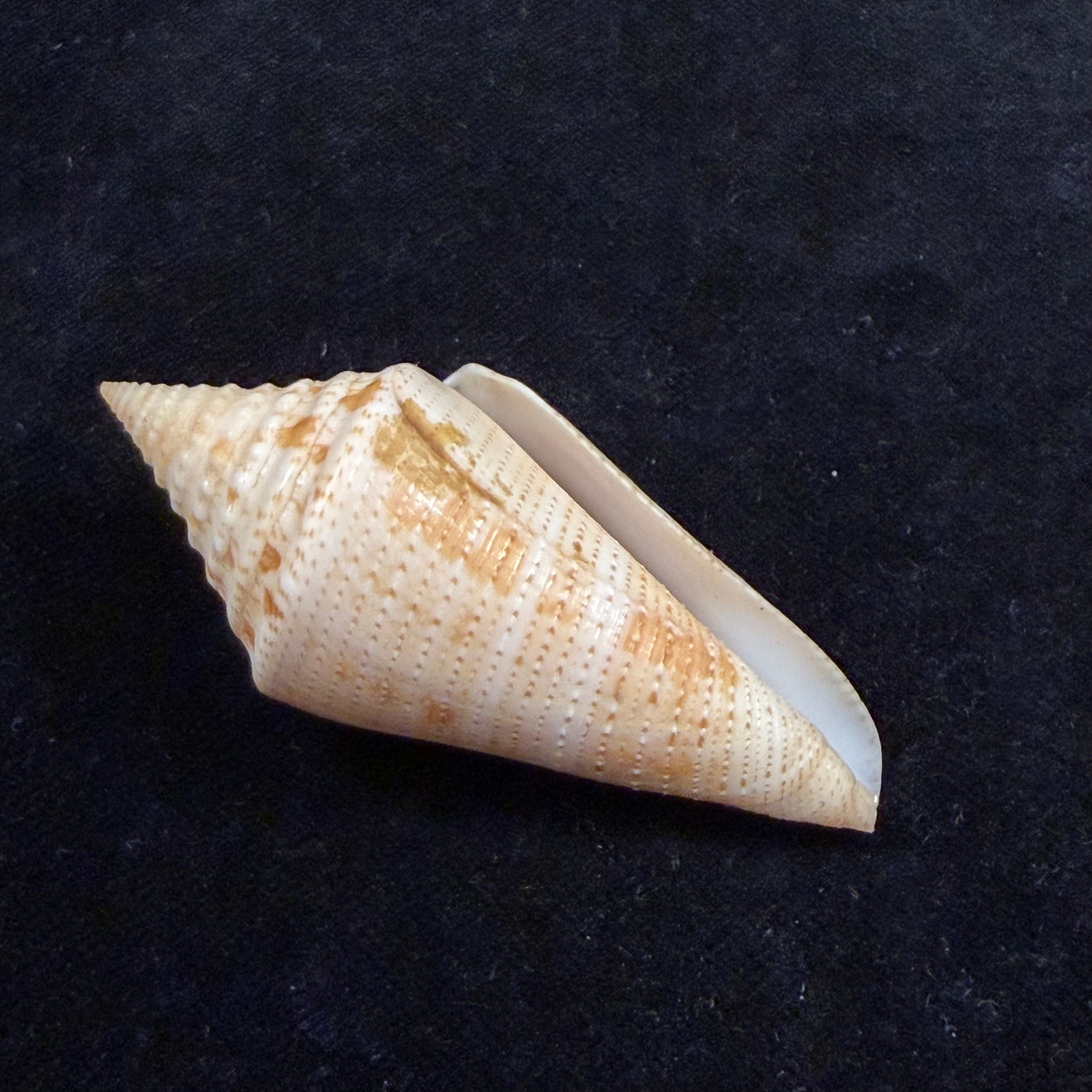 Conus granarius Kiener, 1847 - 66mm