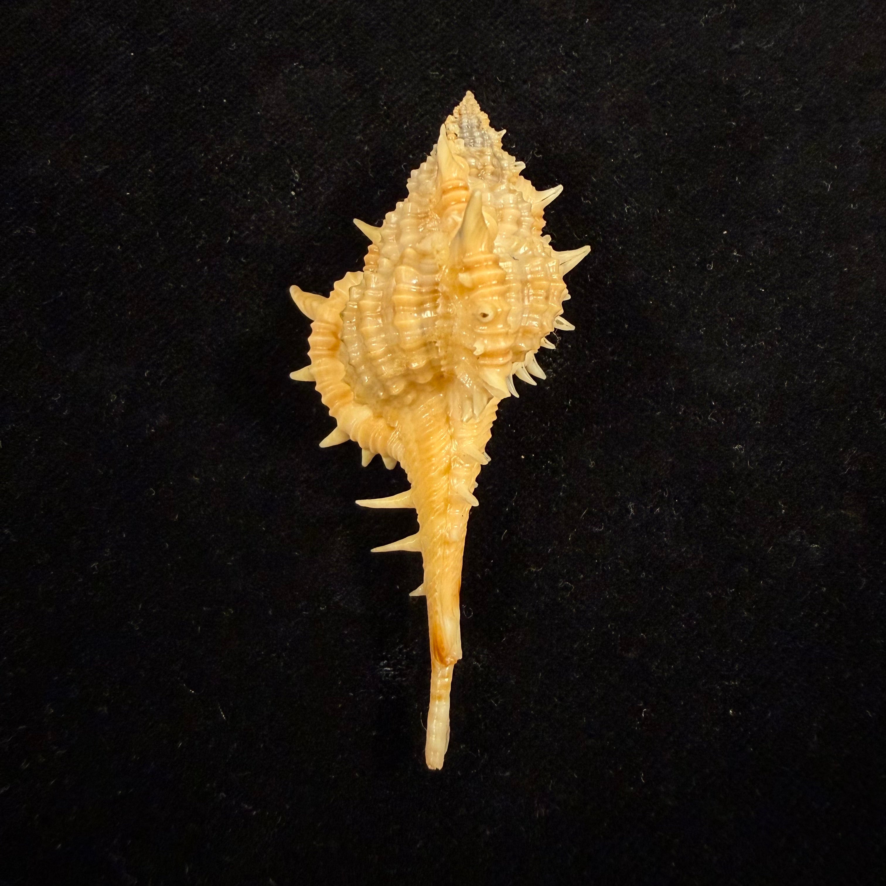 Vokesimurex olssoni (Vokes, 1967) - 64mm