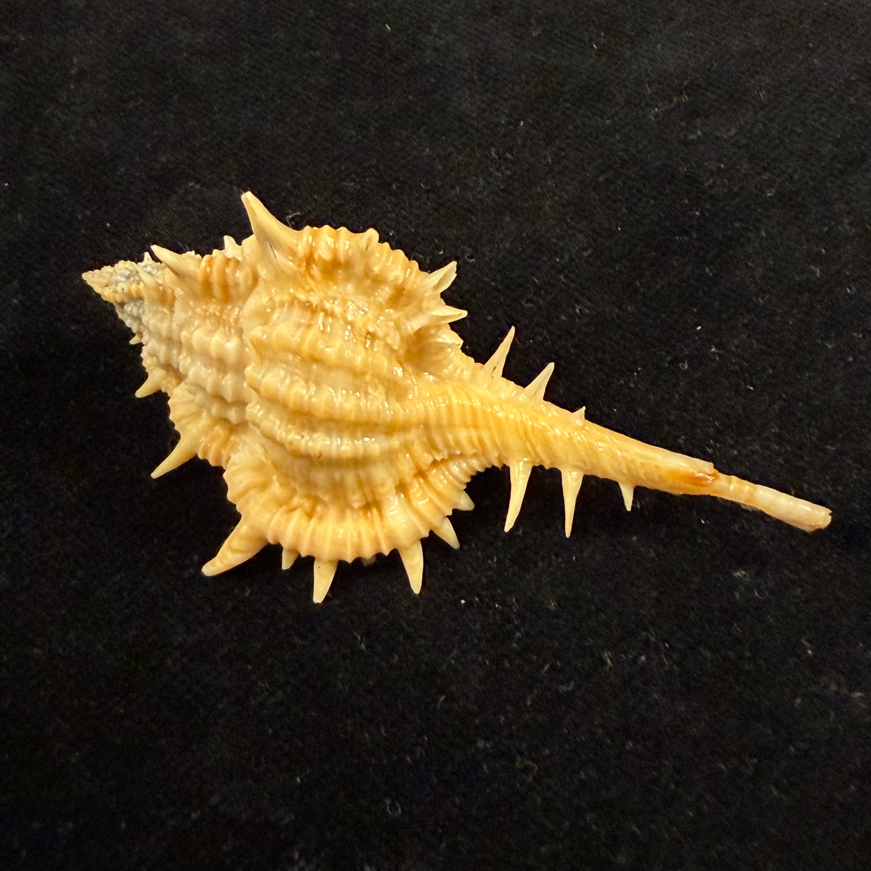 Vokesimurex olssoni (Vokes, 1967) - 64mm