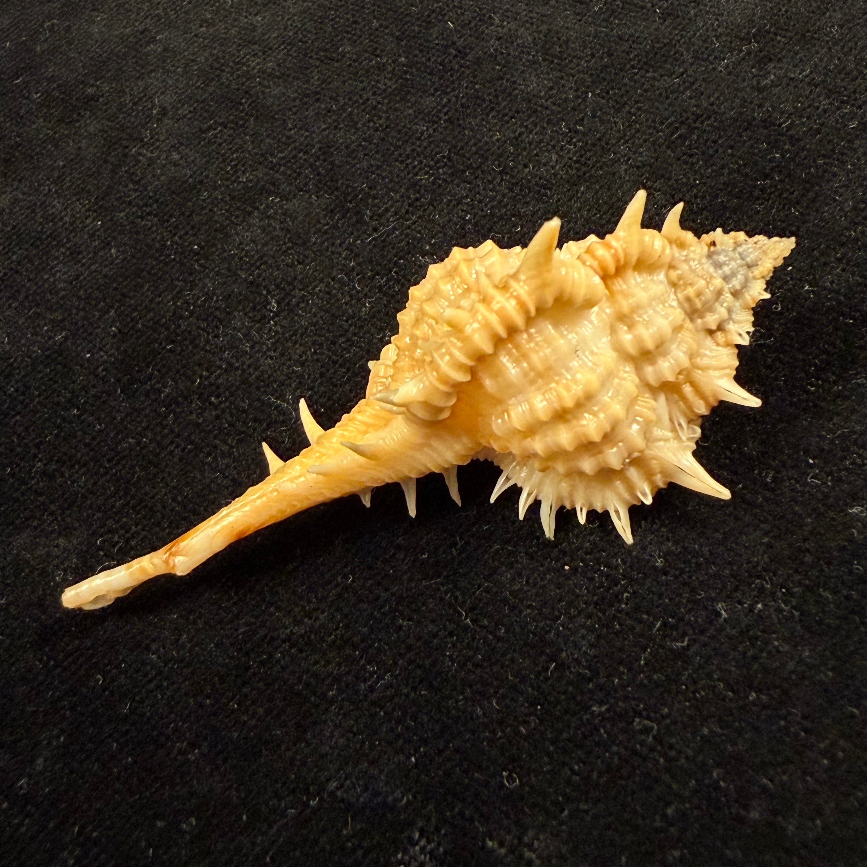Vokesimurex olssoni (Vokes, 1967) - 64mm