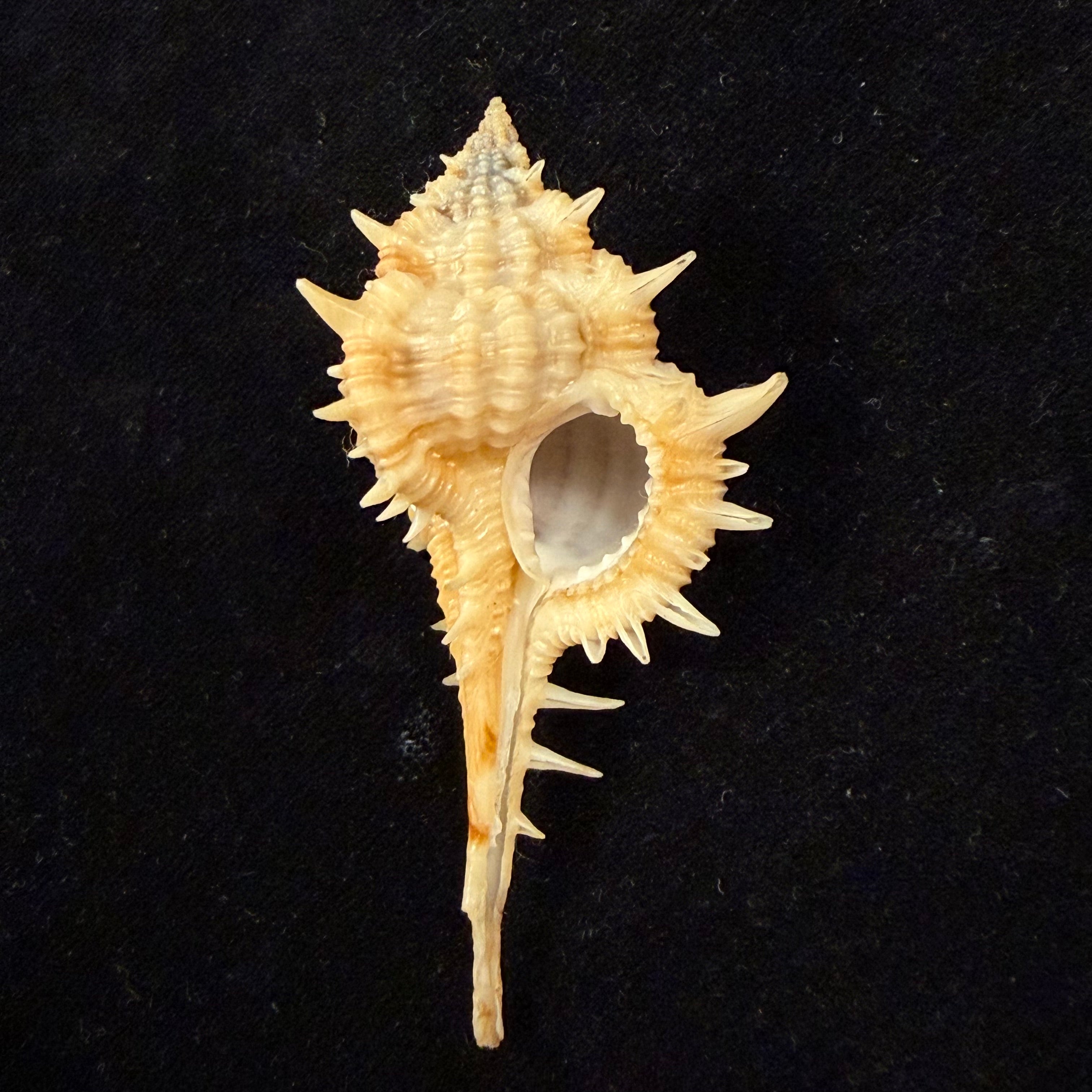 Vokesimurex olssoni (Vokes, 1967) - 64mm