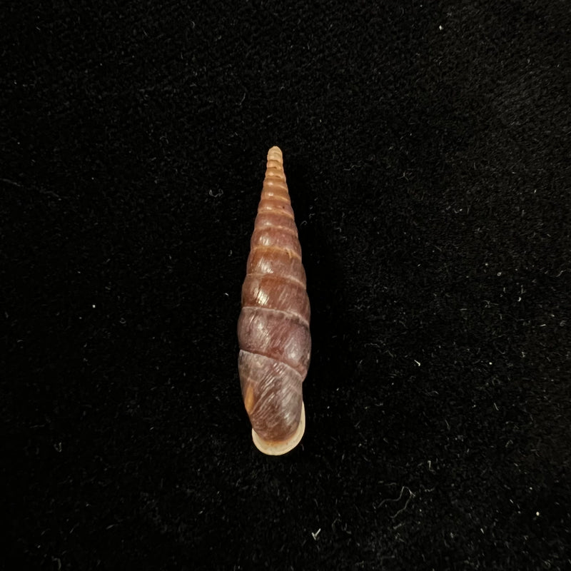 Macrophaedusa veruta oliveriana (Annandale, 1924) - 30,6mm