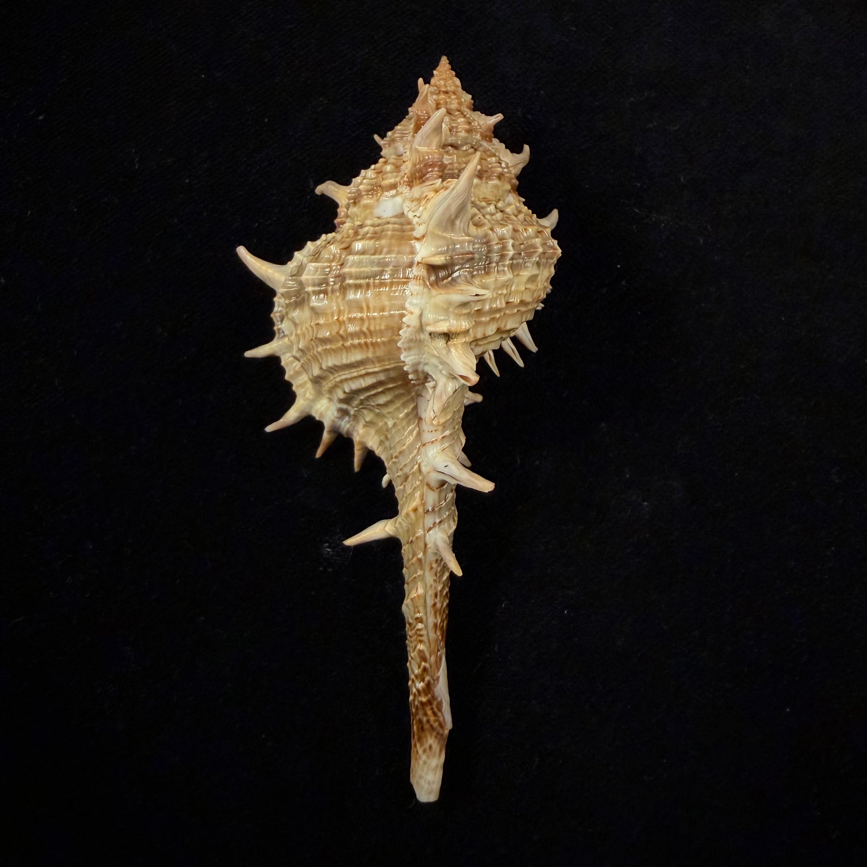 Vokesimurex bayeri  Petuch,2001 - 94mm