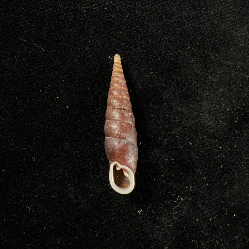 Macrophaedusa veruta oliveriana (Annandale, 1924) - 30,6mm