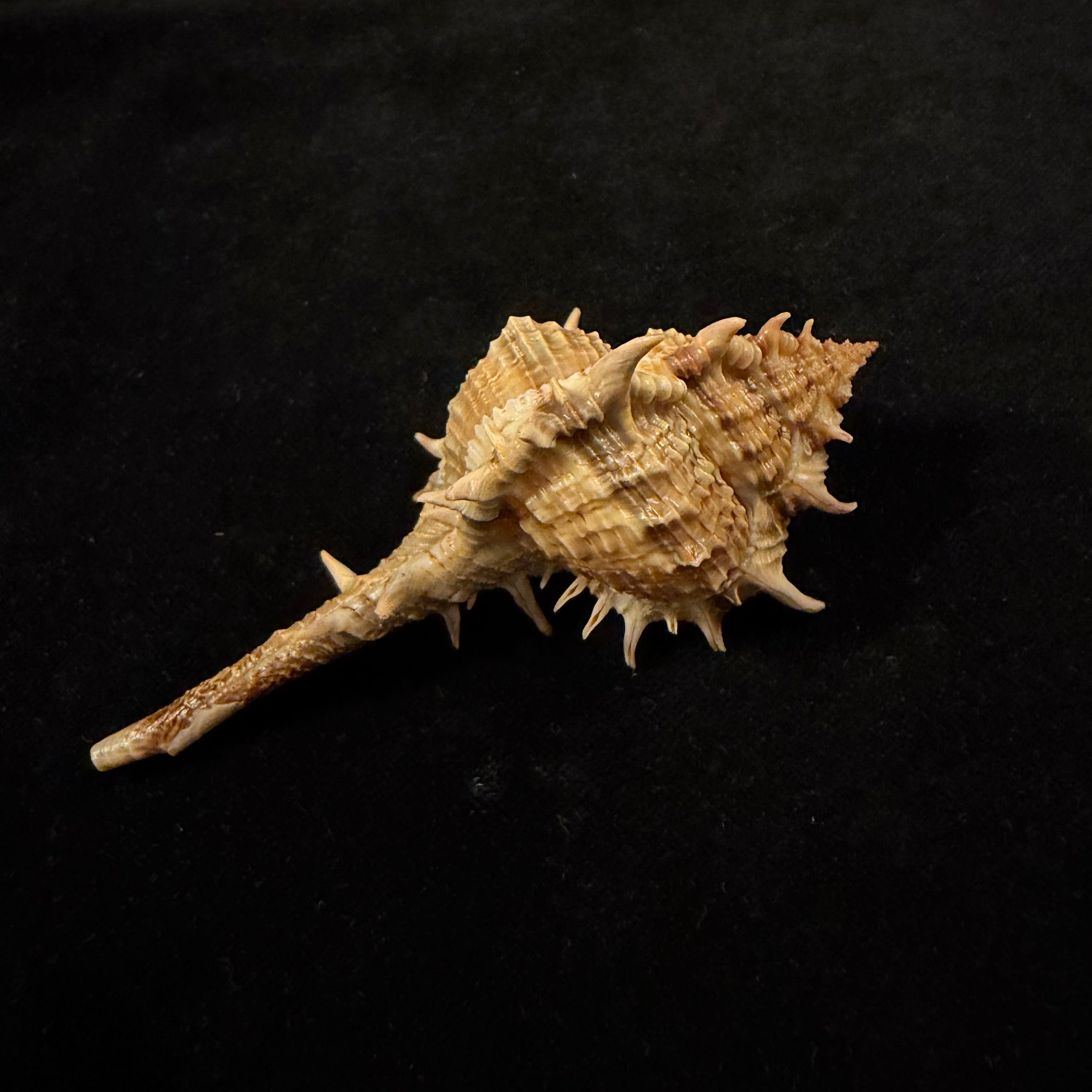 Vokesimurex bayeri  Petuch,2001 - 94mm