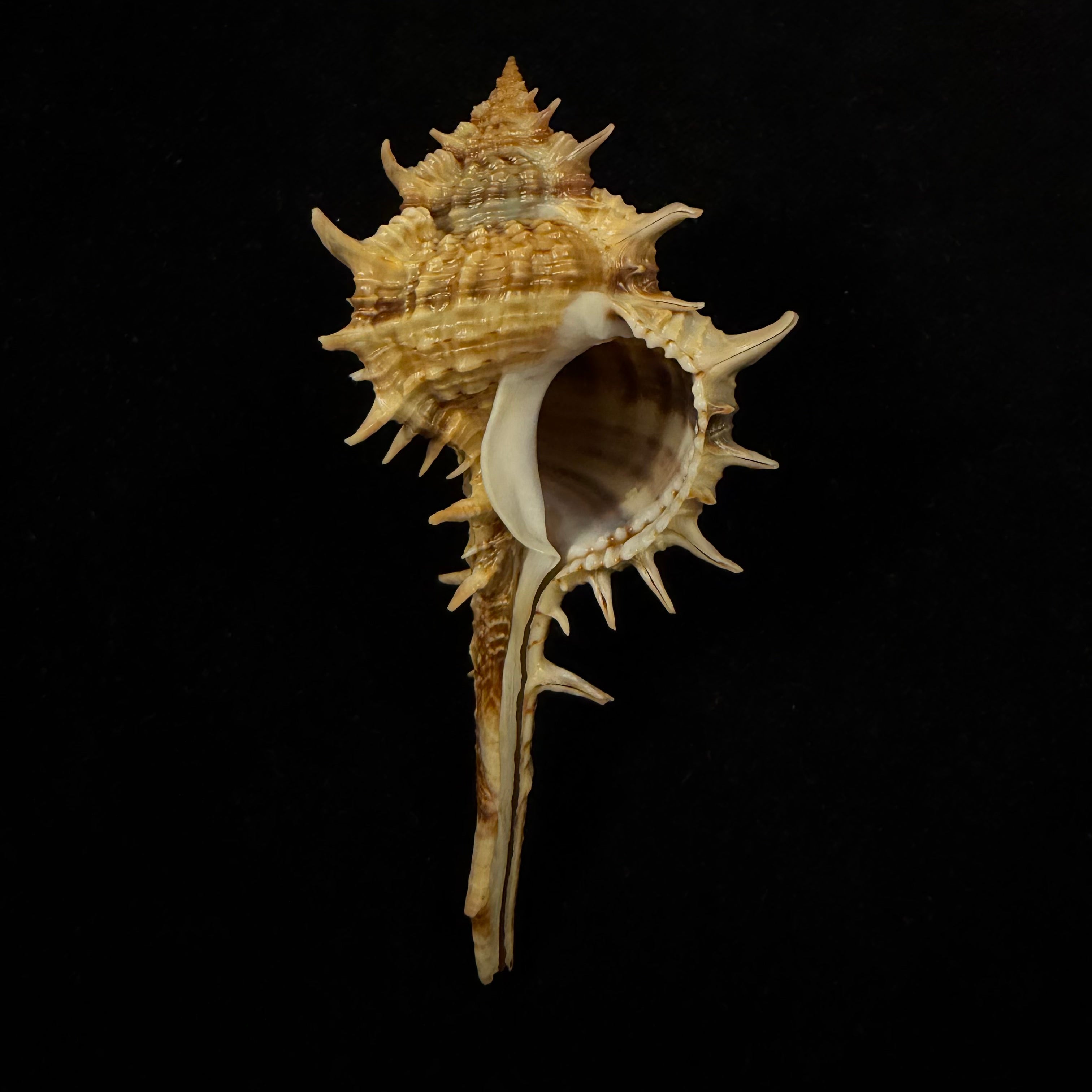 Vokesimurex bayeri  Petuch,2001 - 94mm