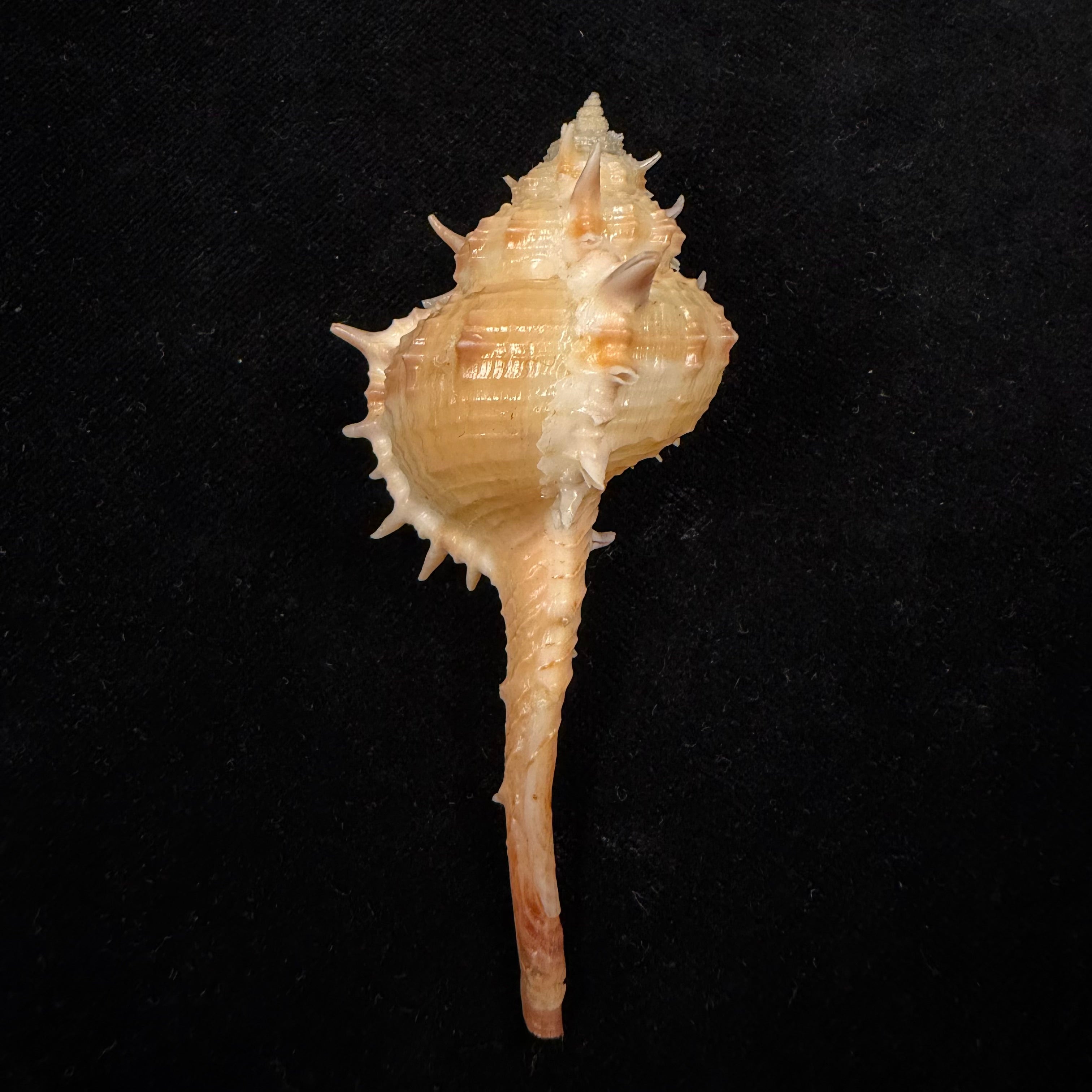 Vokesimurex bayeri  Petuch,2001 - 85,8mm