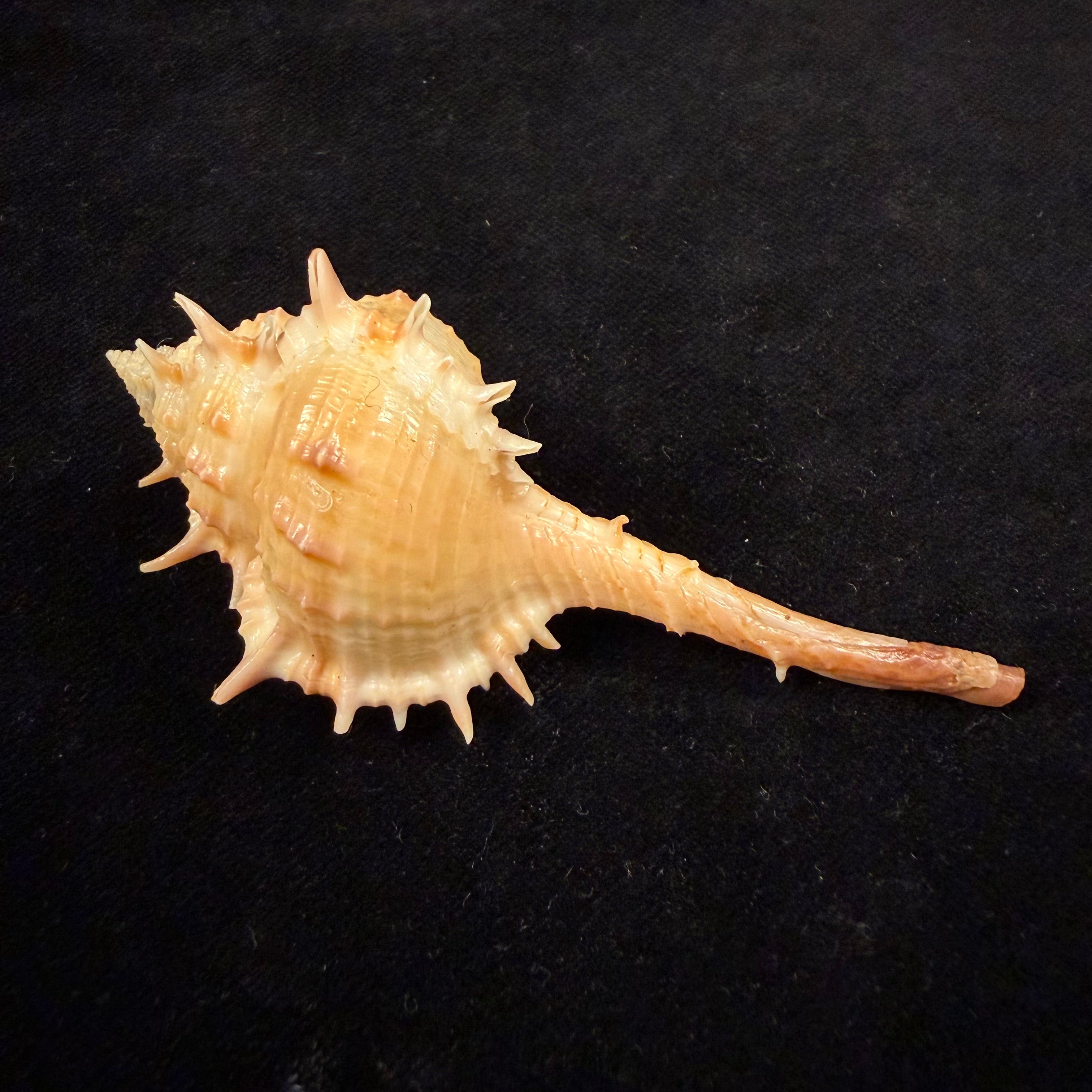 Vokesimurex bayeri  Petuch,2001 - 85,8mm