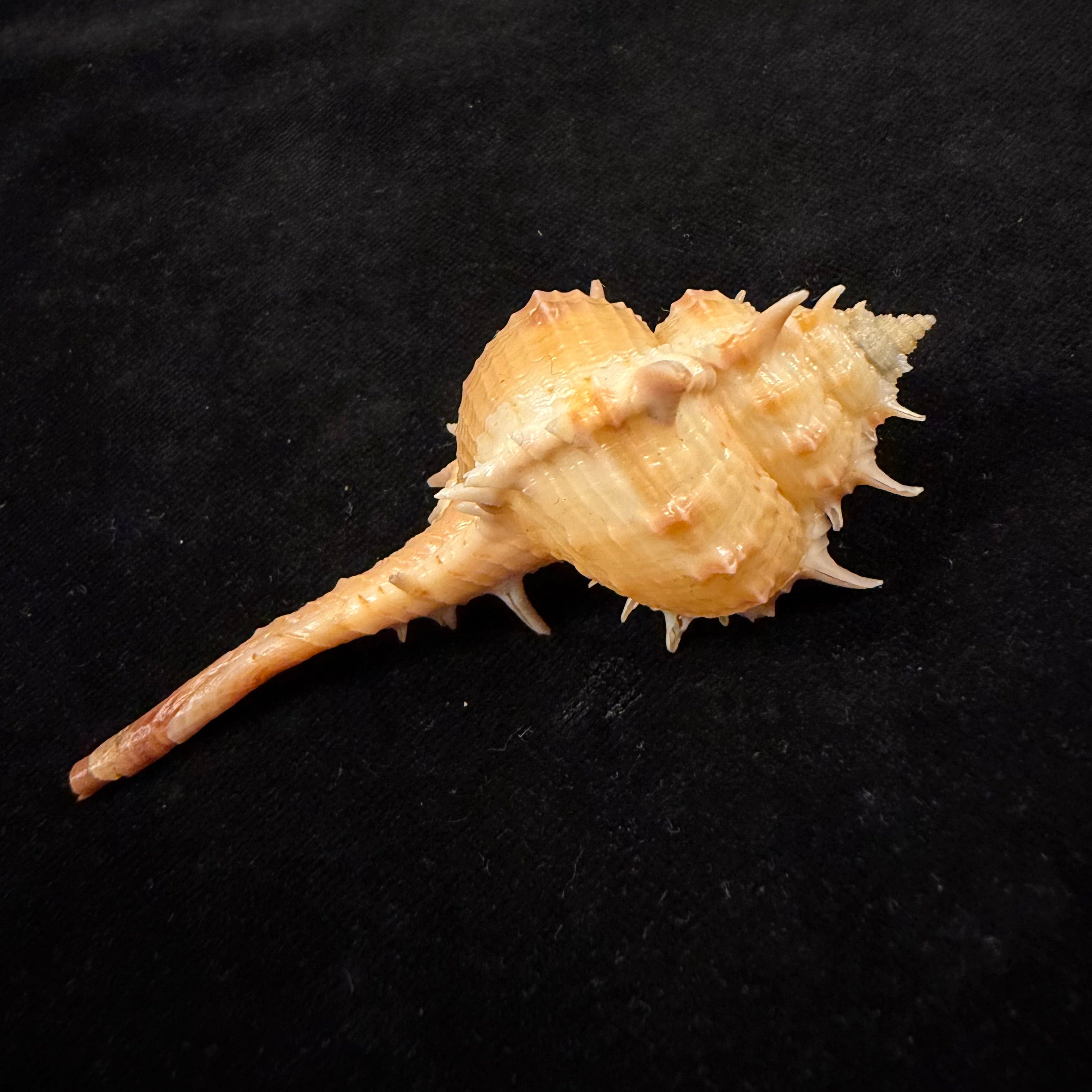 Vokesimurex bayeri  Petuch,2001 - 85,8mm