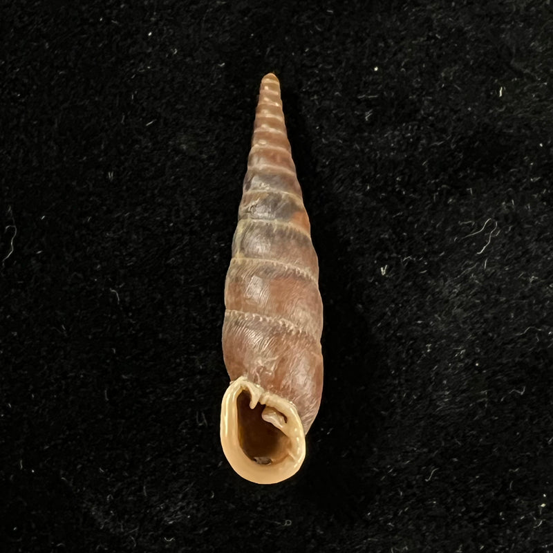 Cirrophaedusa plicilabris Grego & Szekeres, 2011 - 35,8mm