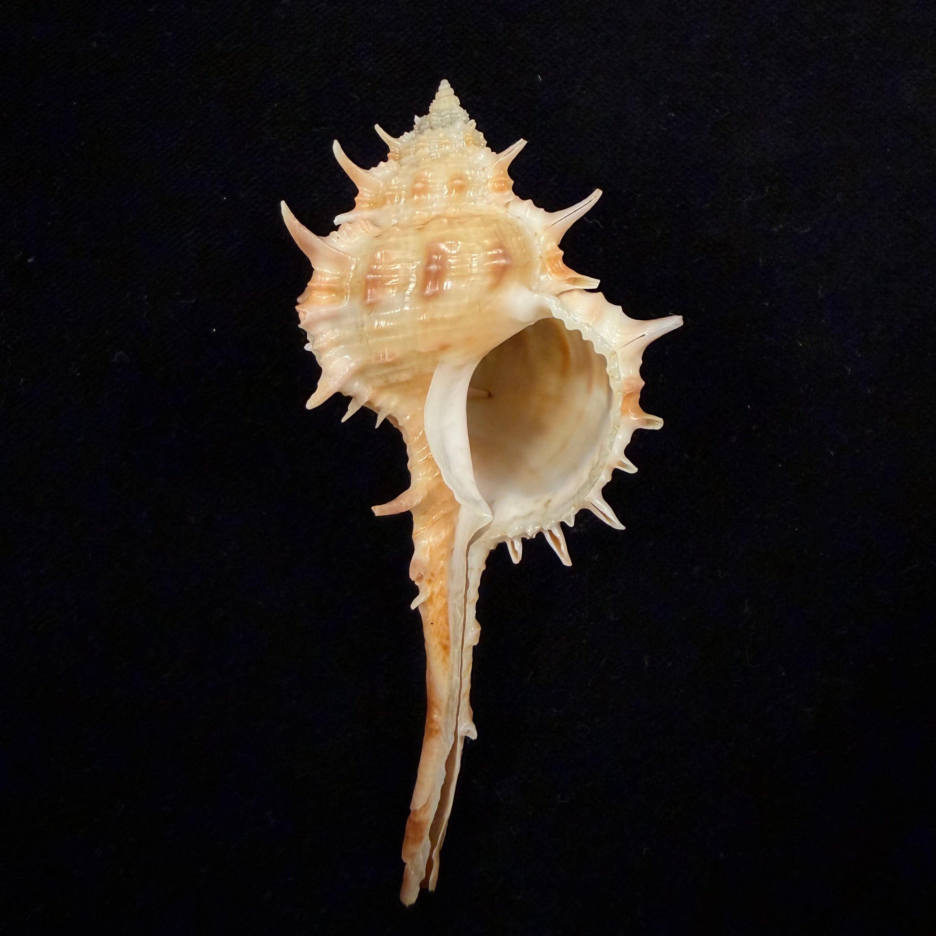 Vokesimurex bayeri  Petuch,2001 - 85,8mm