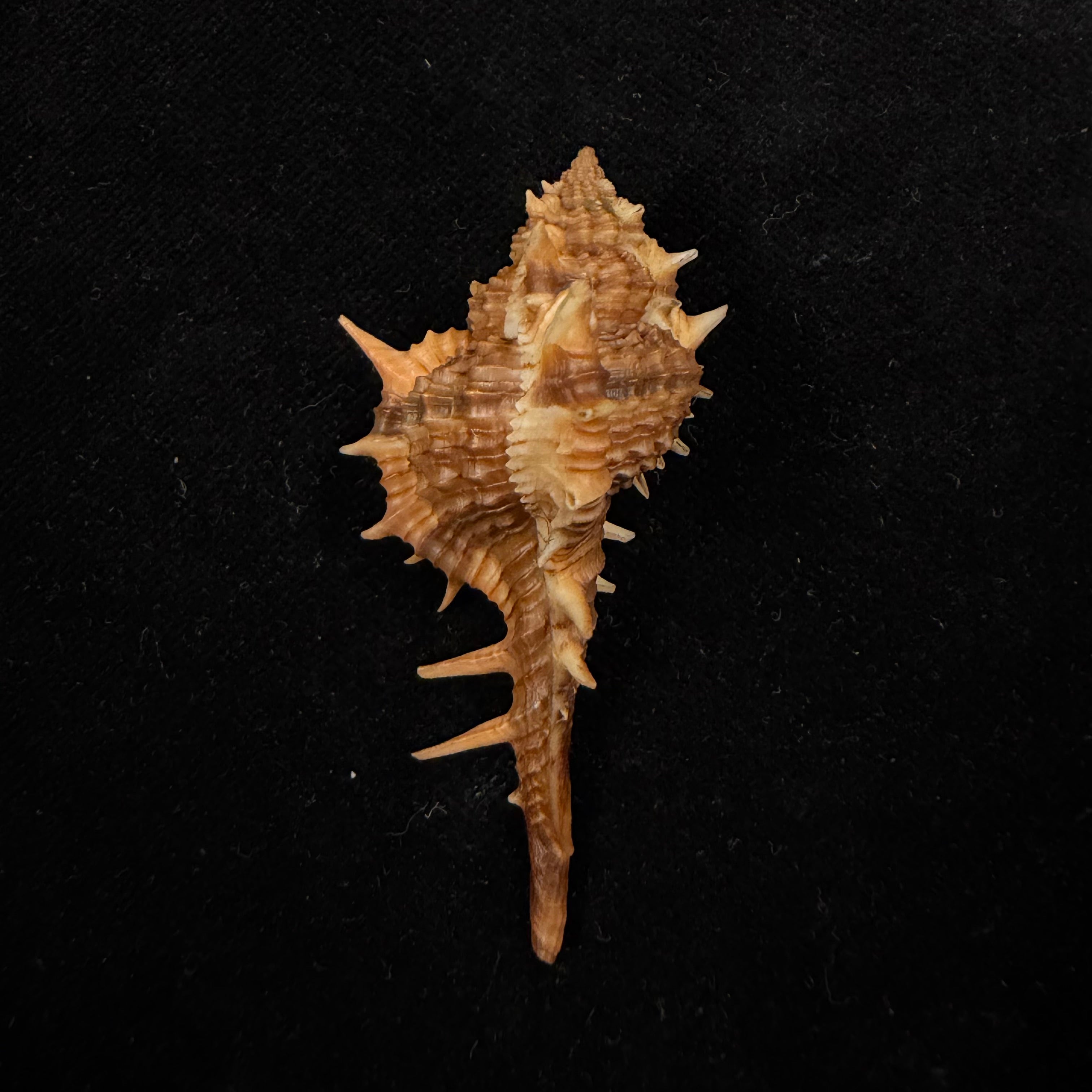 Vokesimurex cf. bayeri  Petuch,2001 - 56,5mm