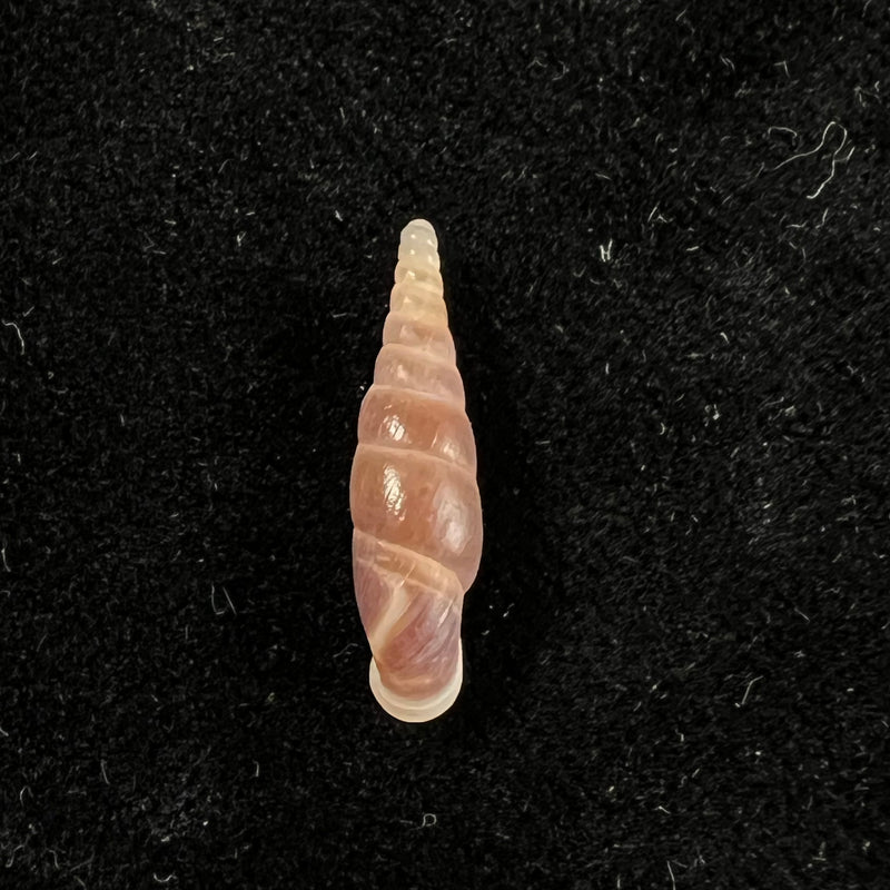 Selenophaedusa princeps (H. Nordsieck, 2012) - 18,7mm