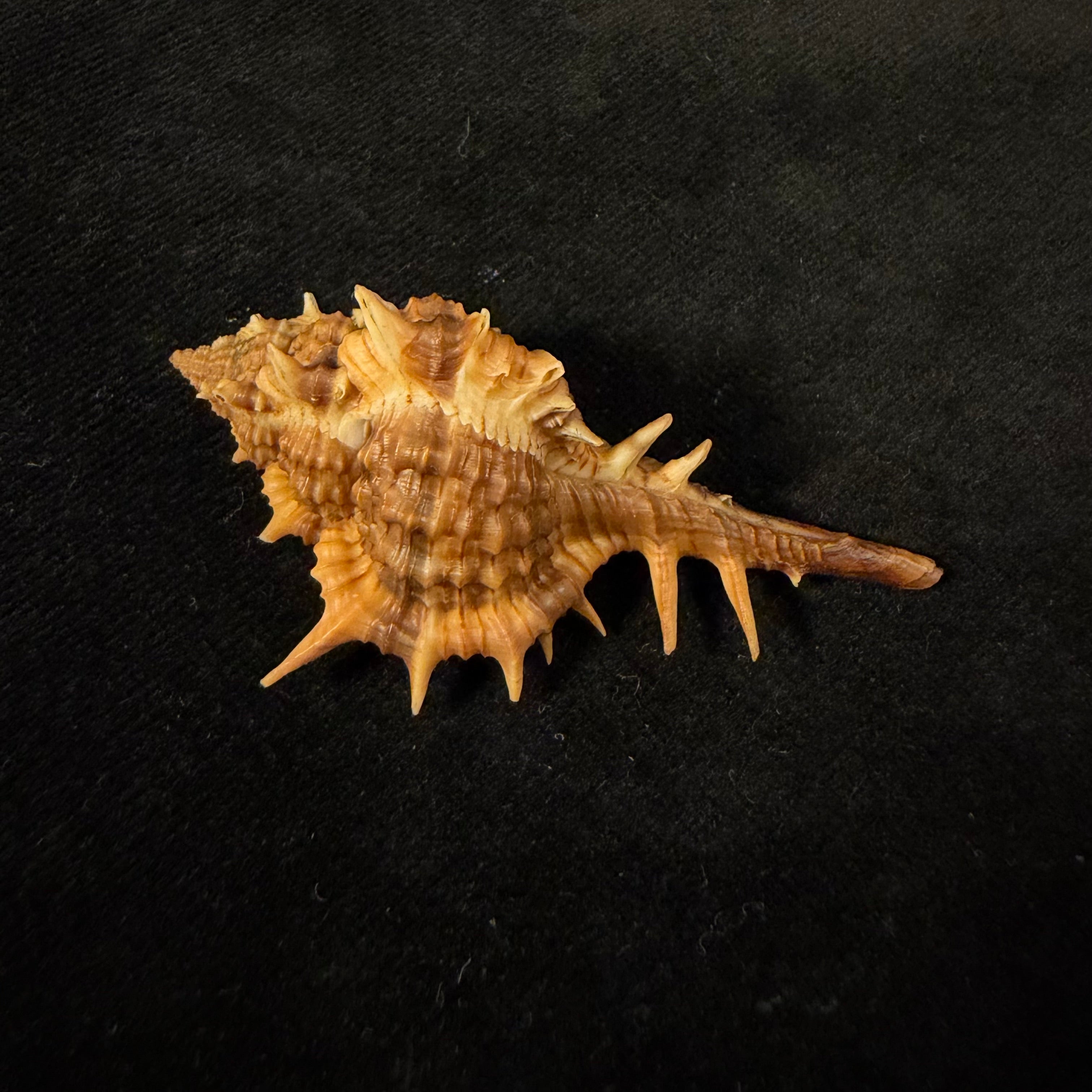 Vokesimurex cf. bayeri  Petuch,2001 - 56,5mm