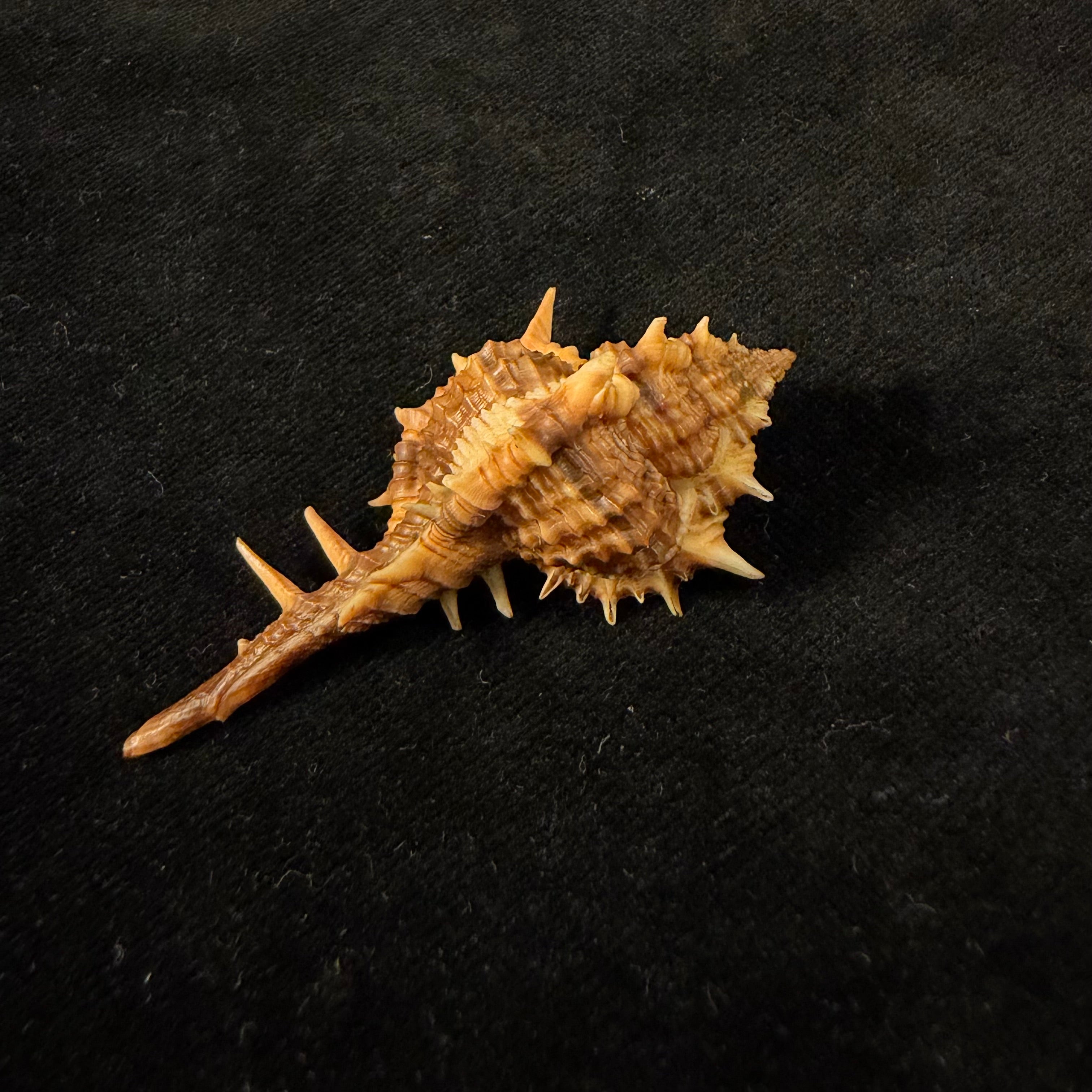 Vokesimurex cf. bayeri  Petuch,2001 - 56,5mm