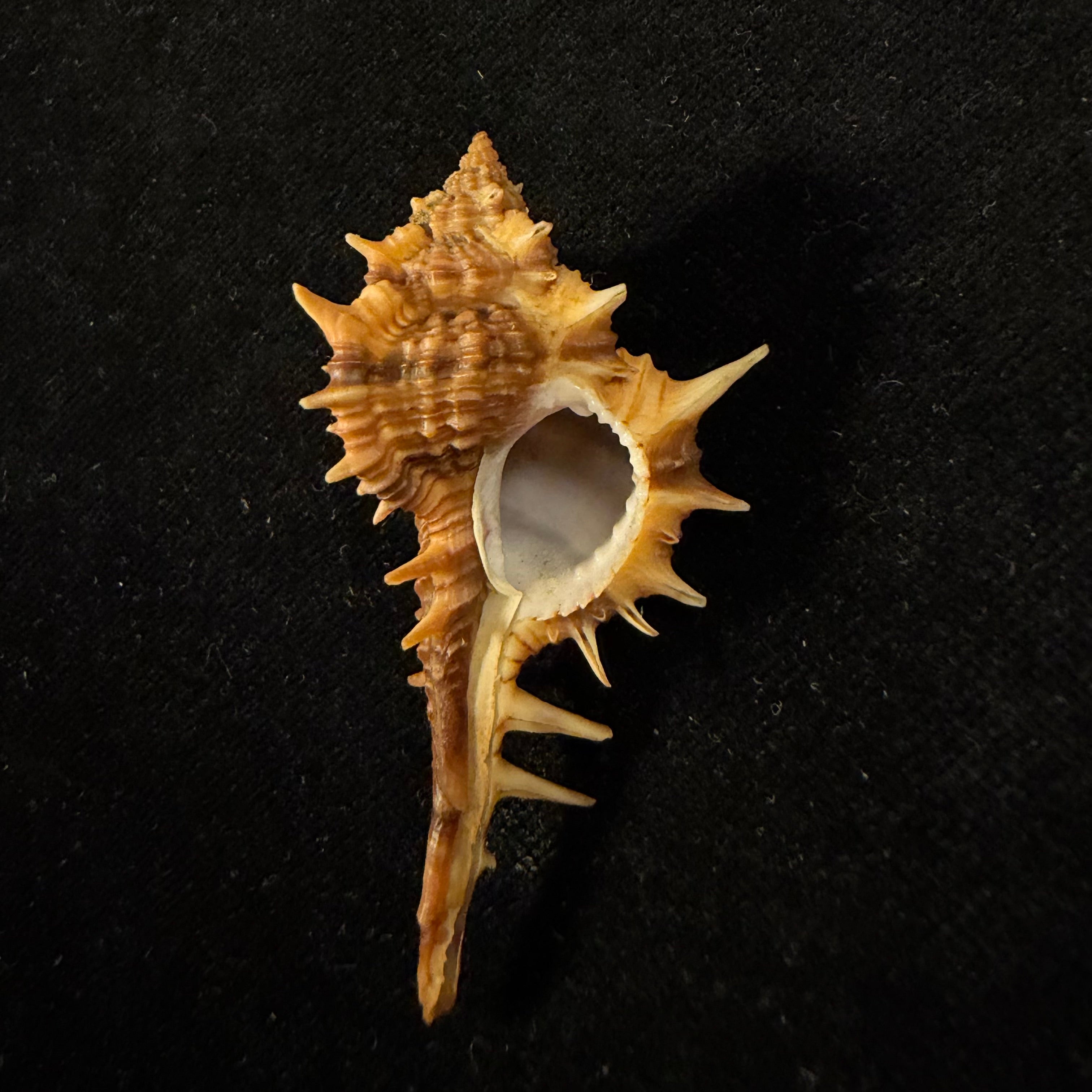 Vokesimurex cf. bayeri  Petuch,2001 - 56,5mm